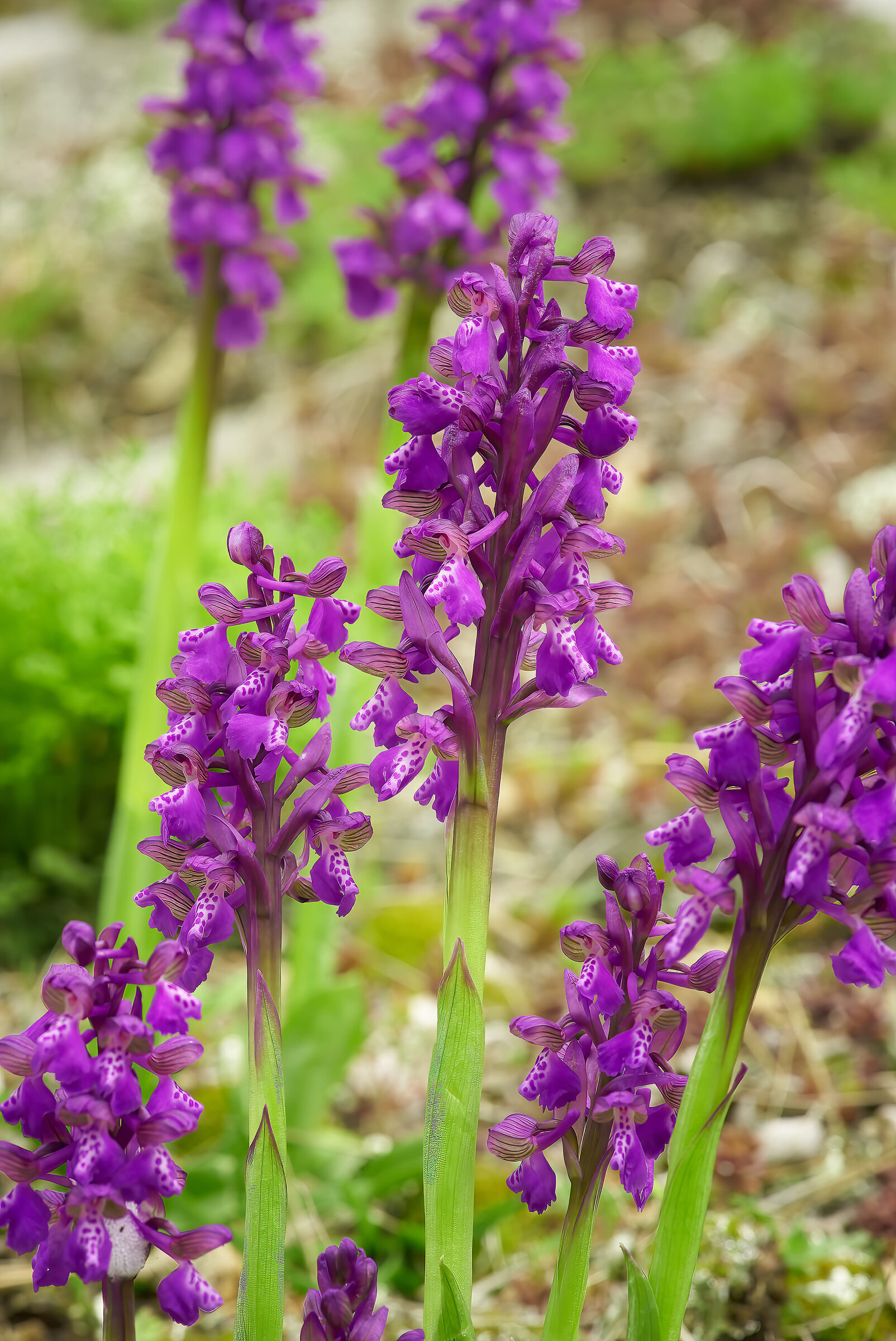 Orchis Morio