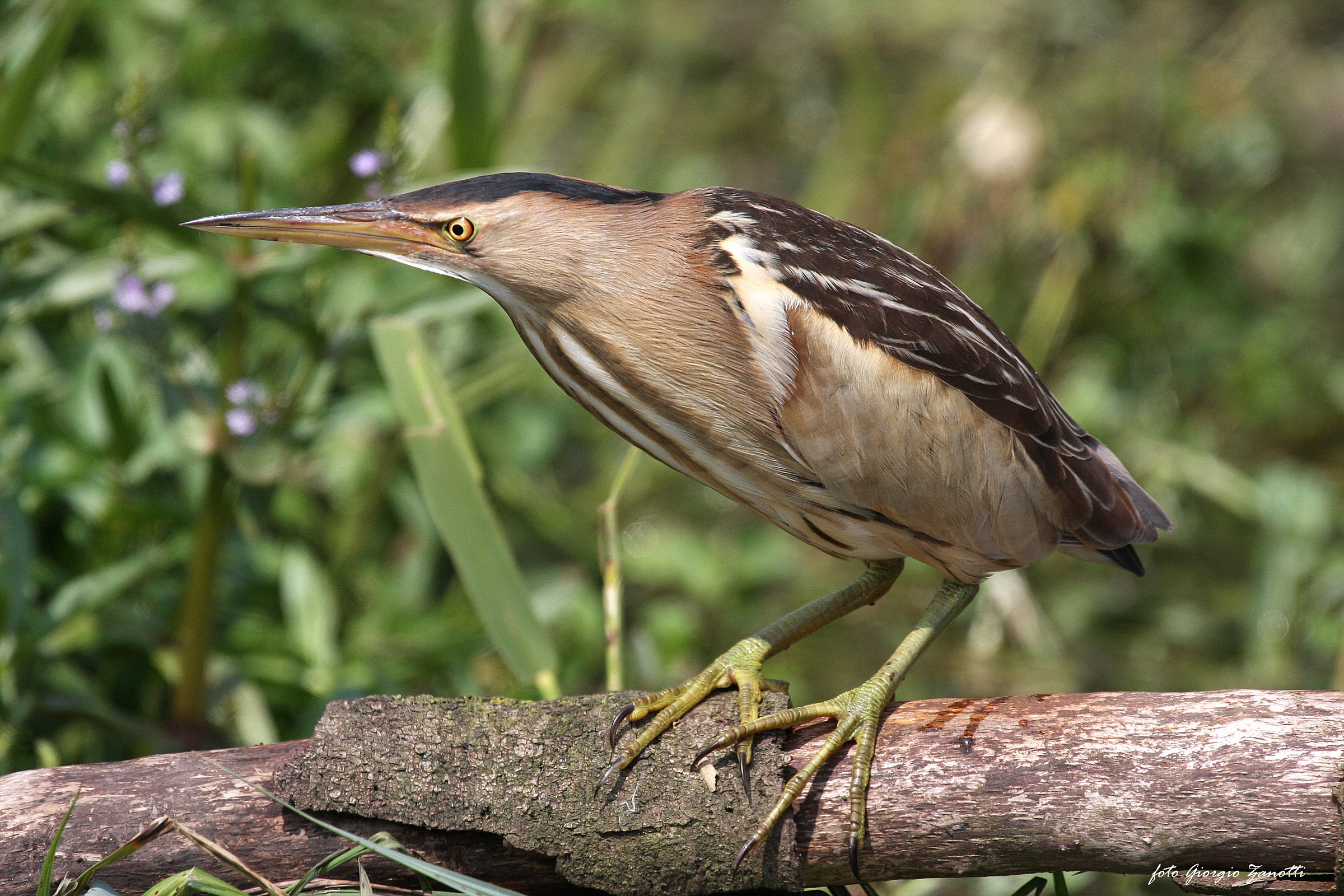 Bittern