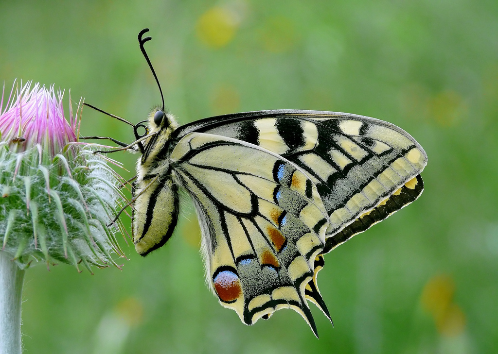 Papilio machaon