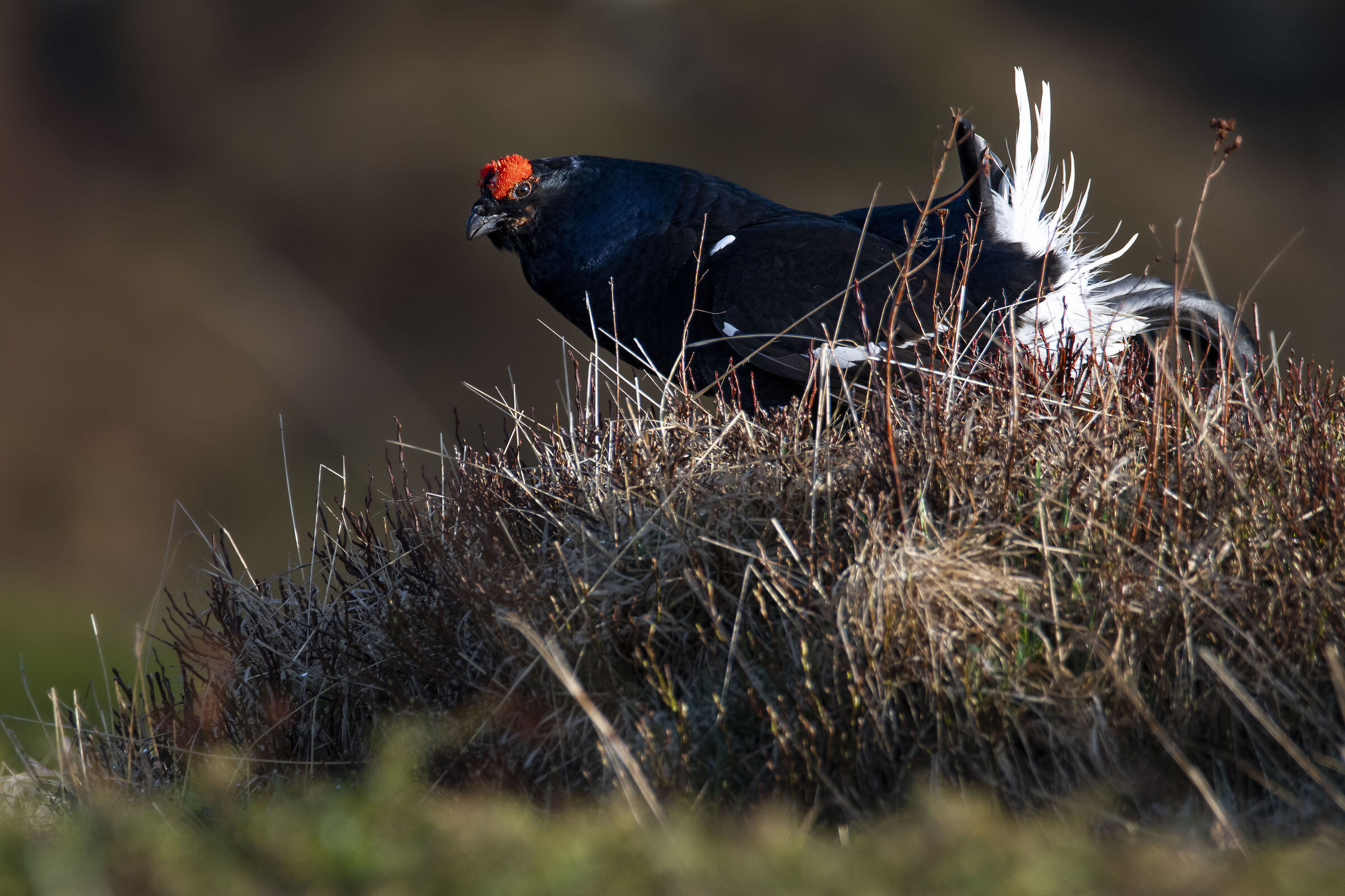 Black grouse