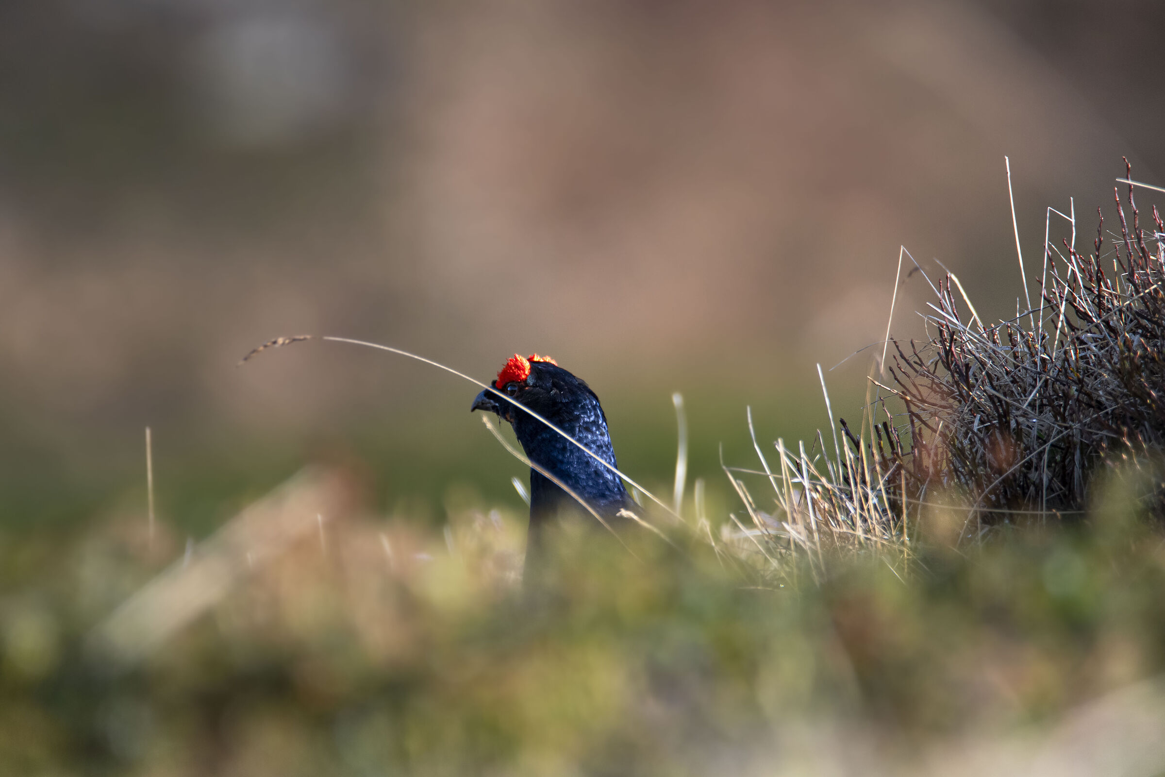 Black grouse