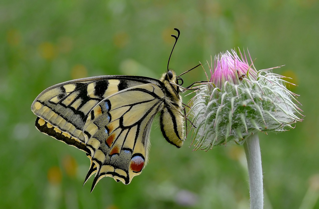 Papilio machaon