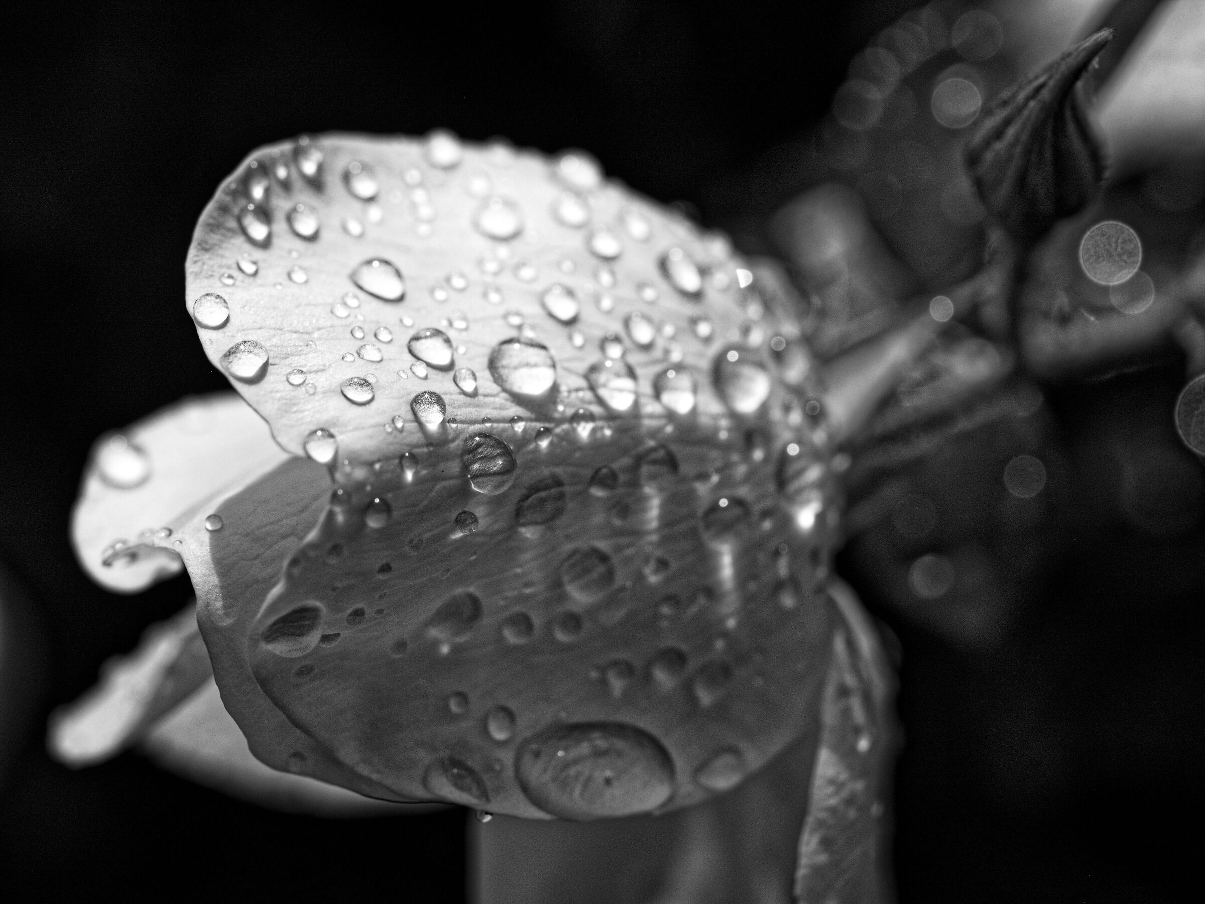 pink and raindrops