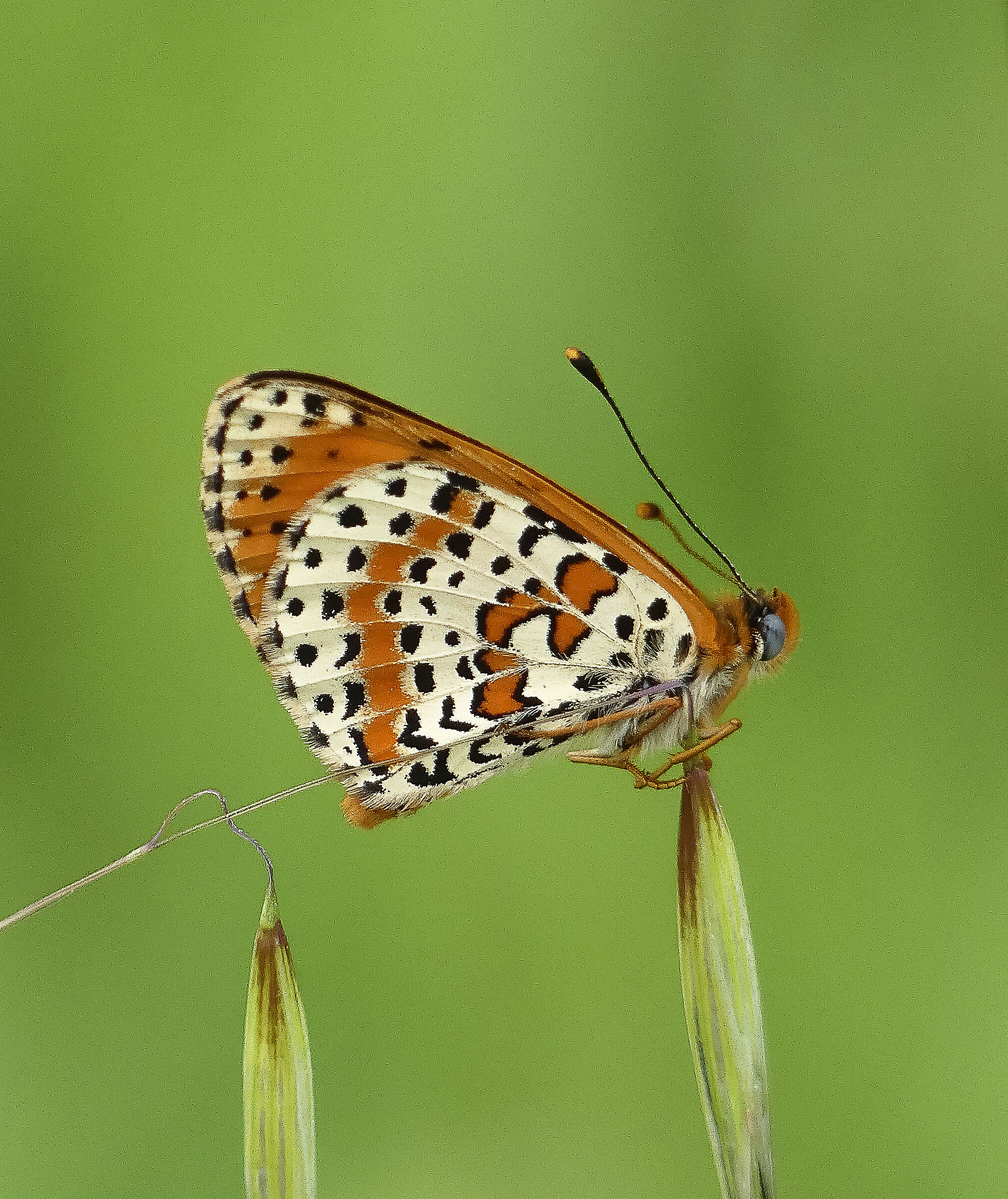 Melitaea dydima