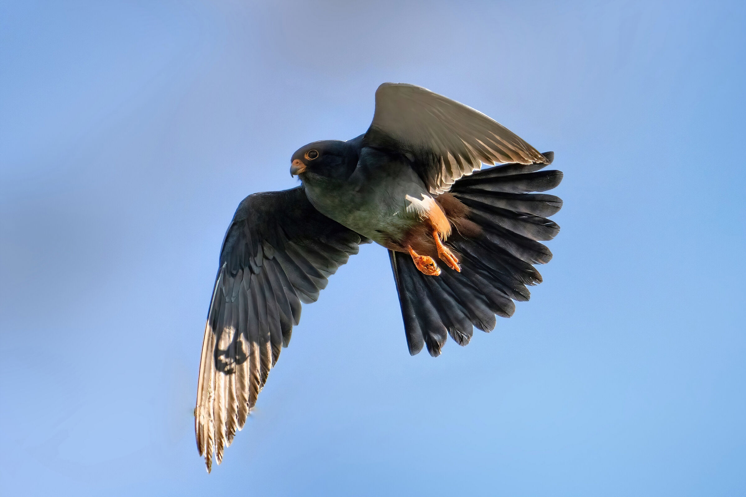 falco cuculo (falco vespertinus)