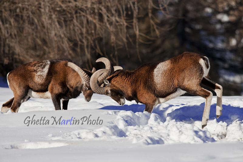 La scornata del muflone