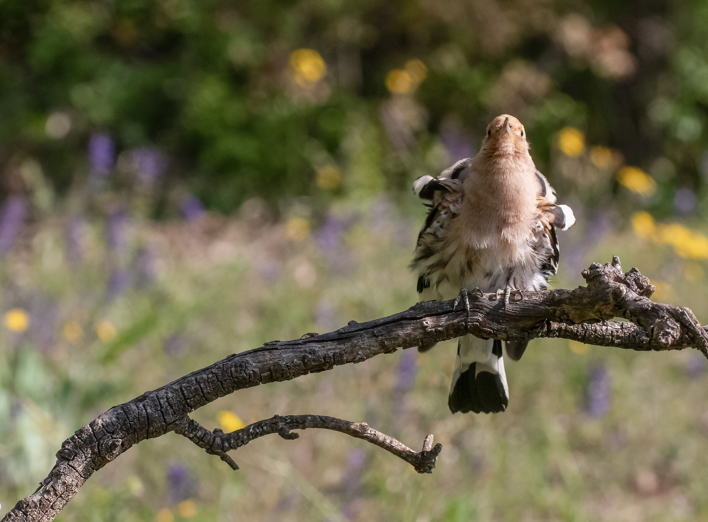 hoopoe