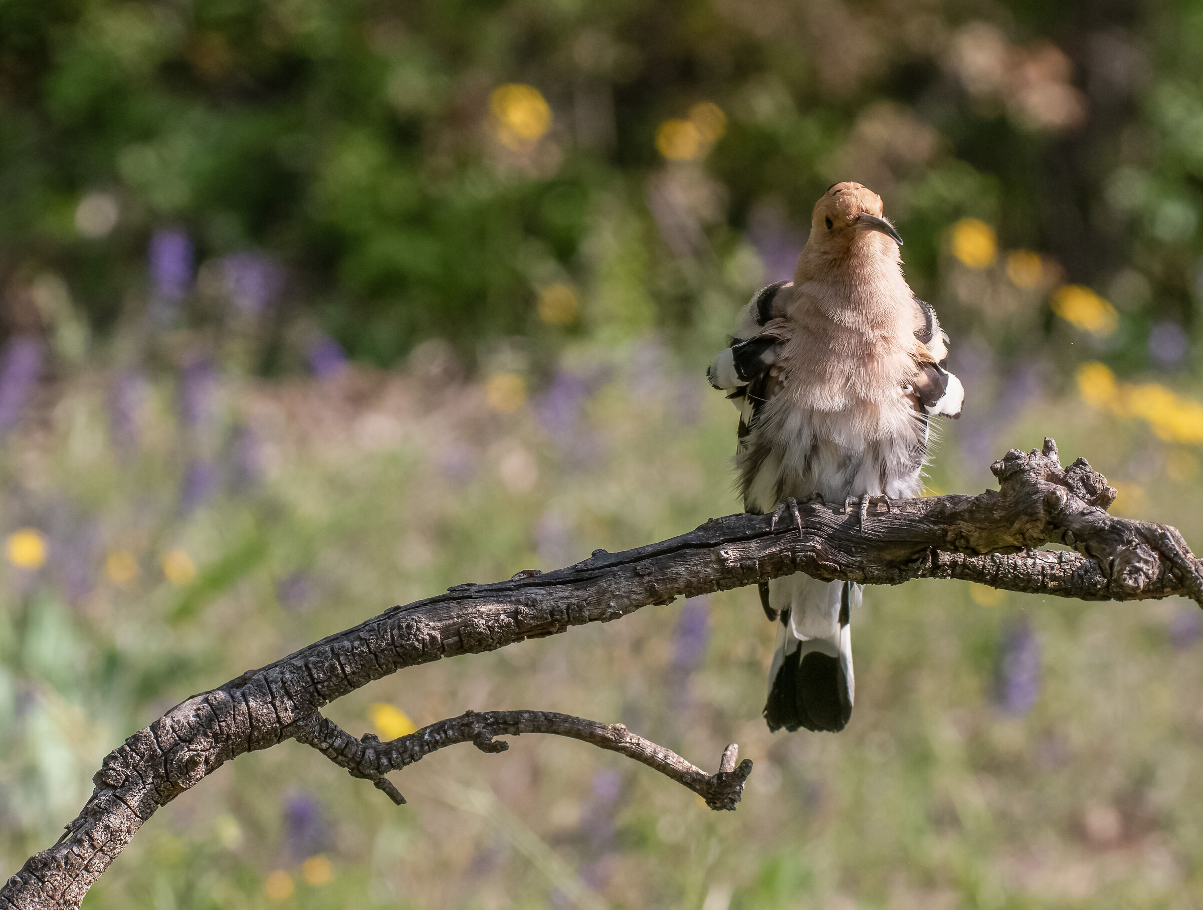 hoopoe