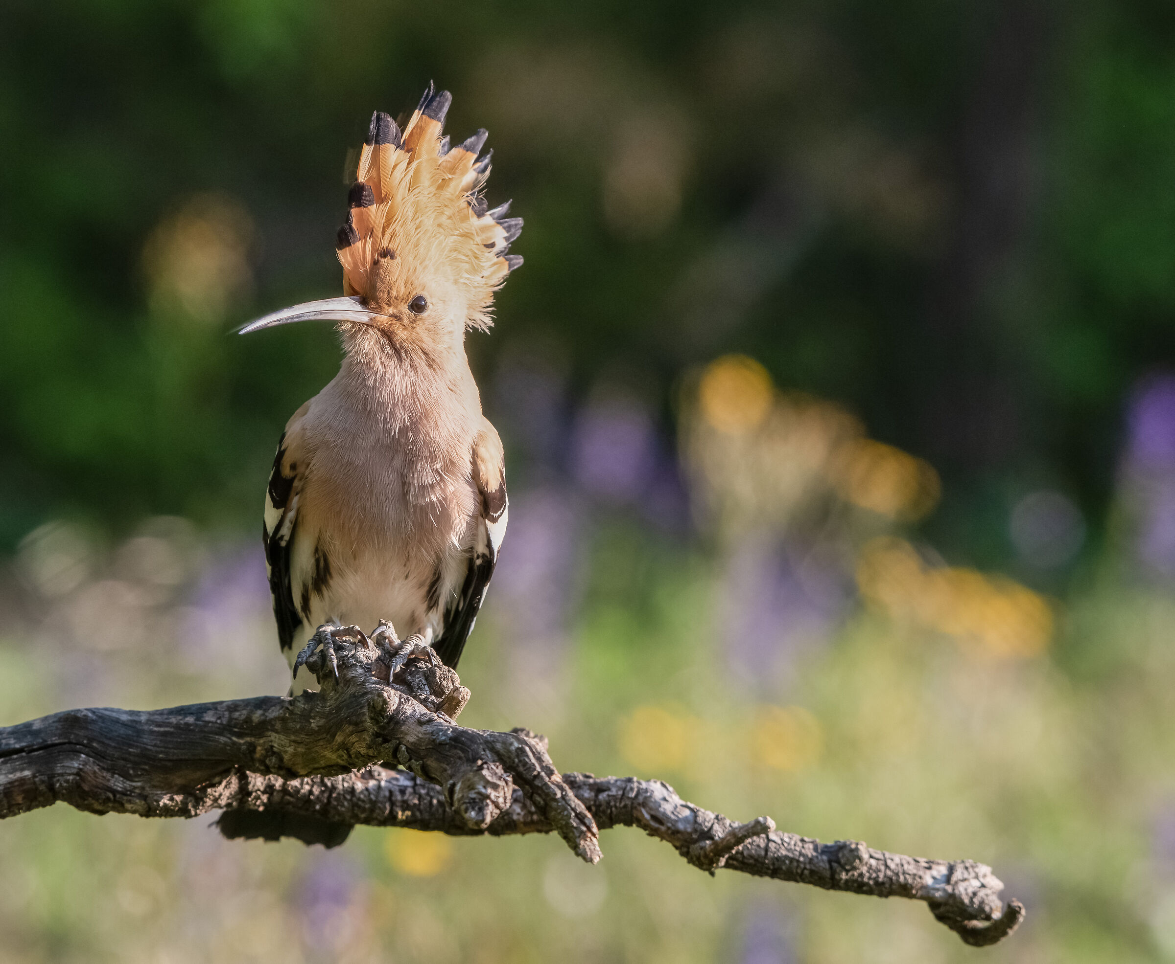 hoopoe