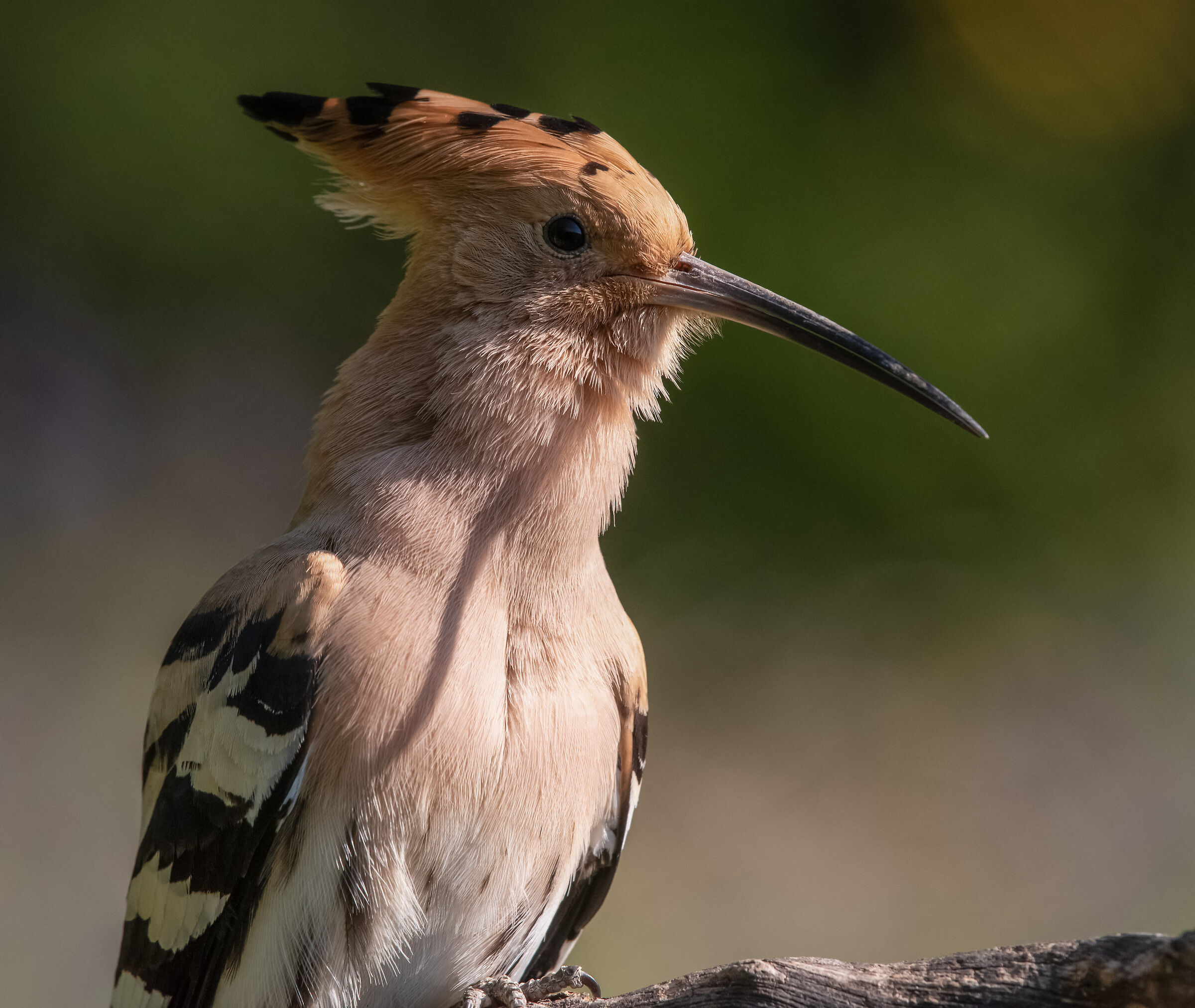 hoopoe