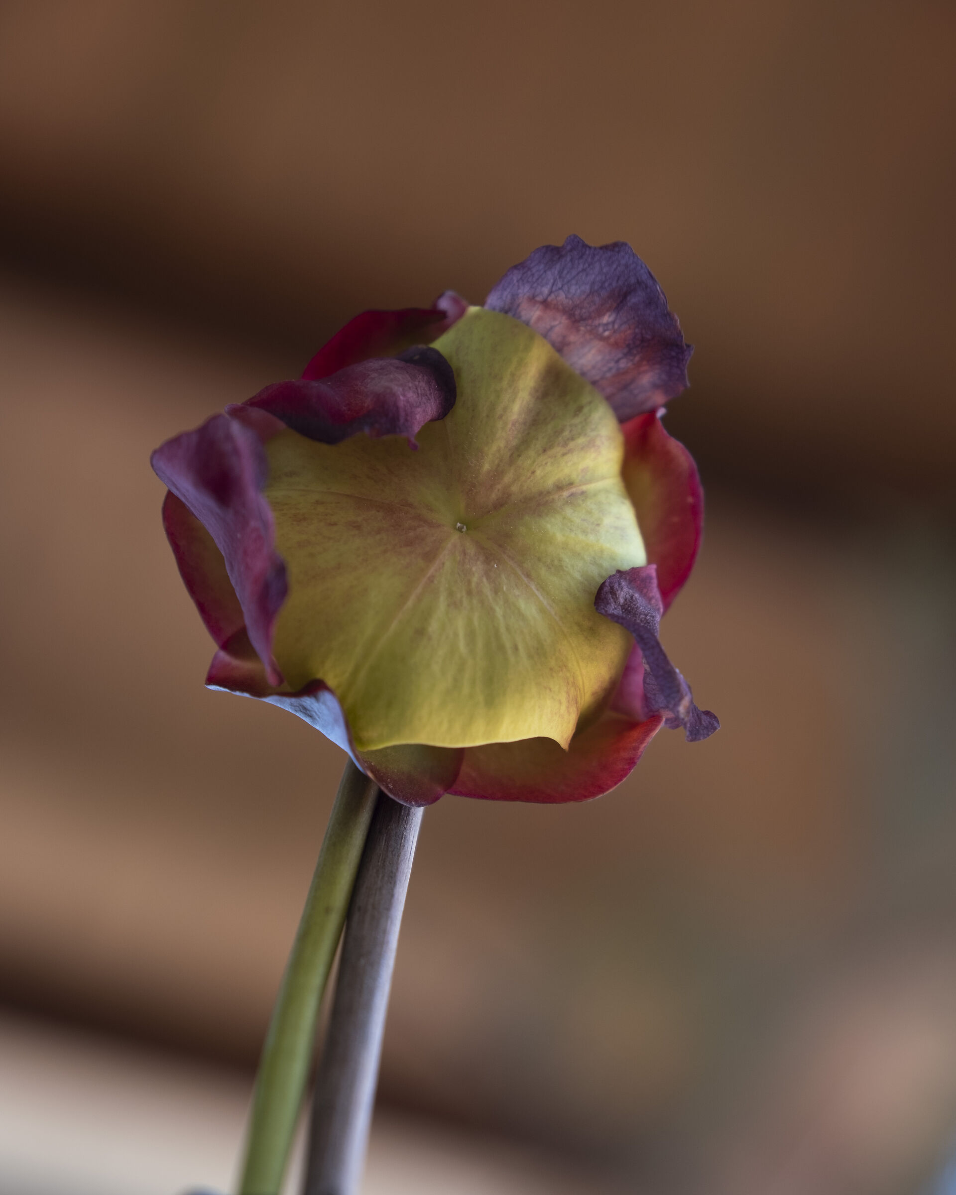 Sarracenia purpurea ssp venosa
