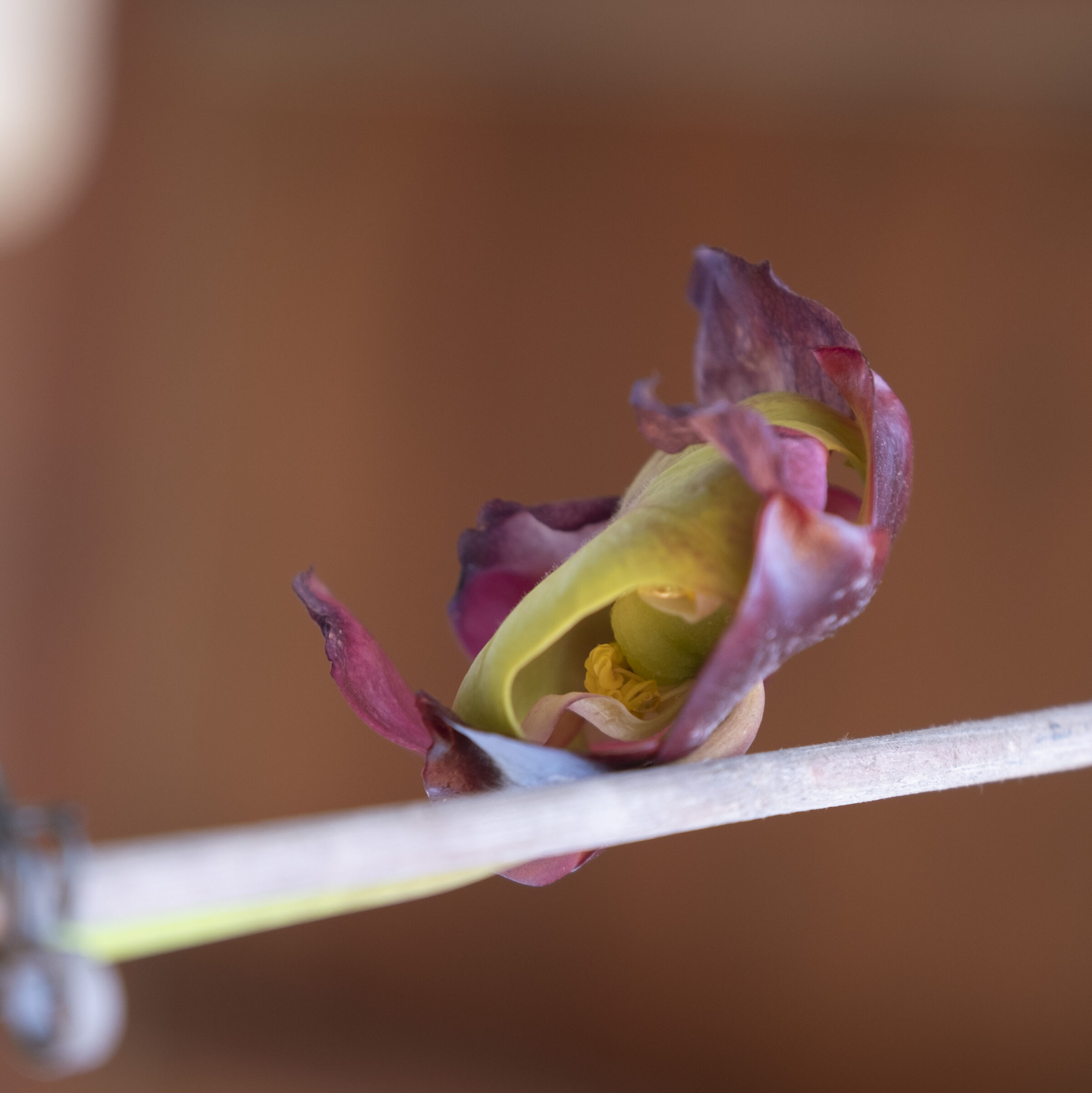 Sarracenia purpurea ssp venosa