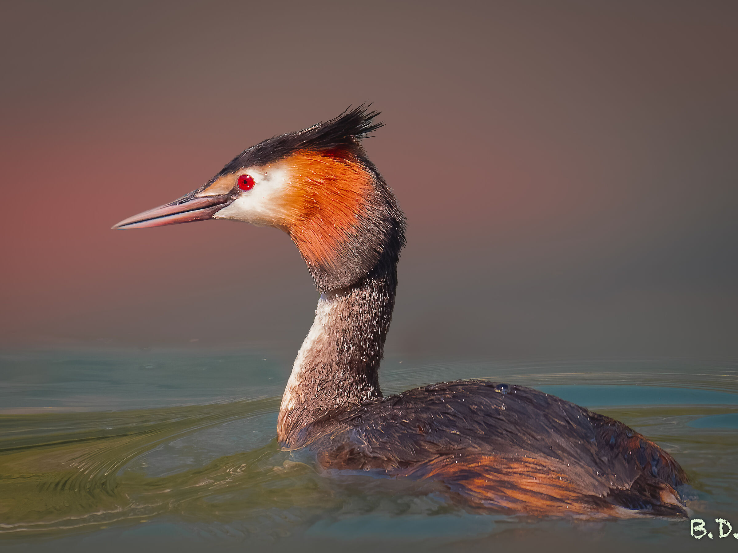 Podiceps cristatus