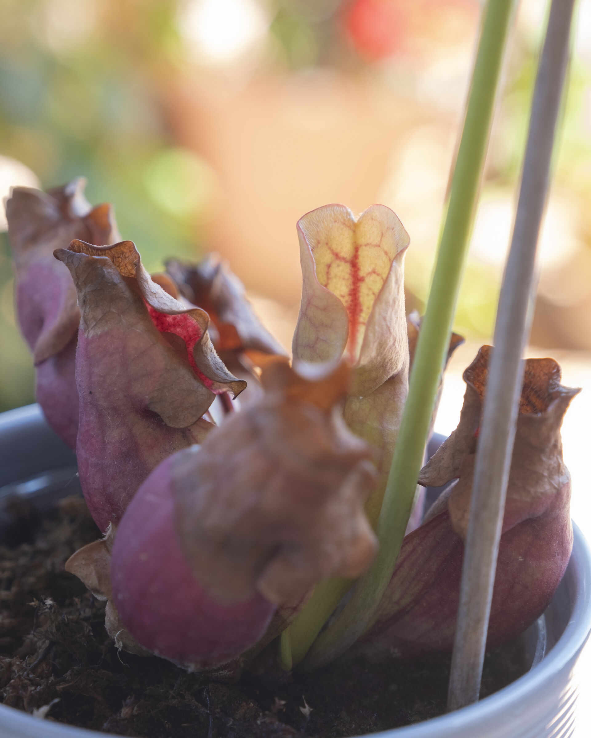 Sarracenia purpurea ssp venosa