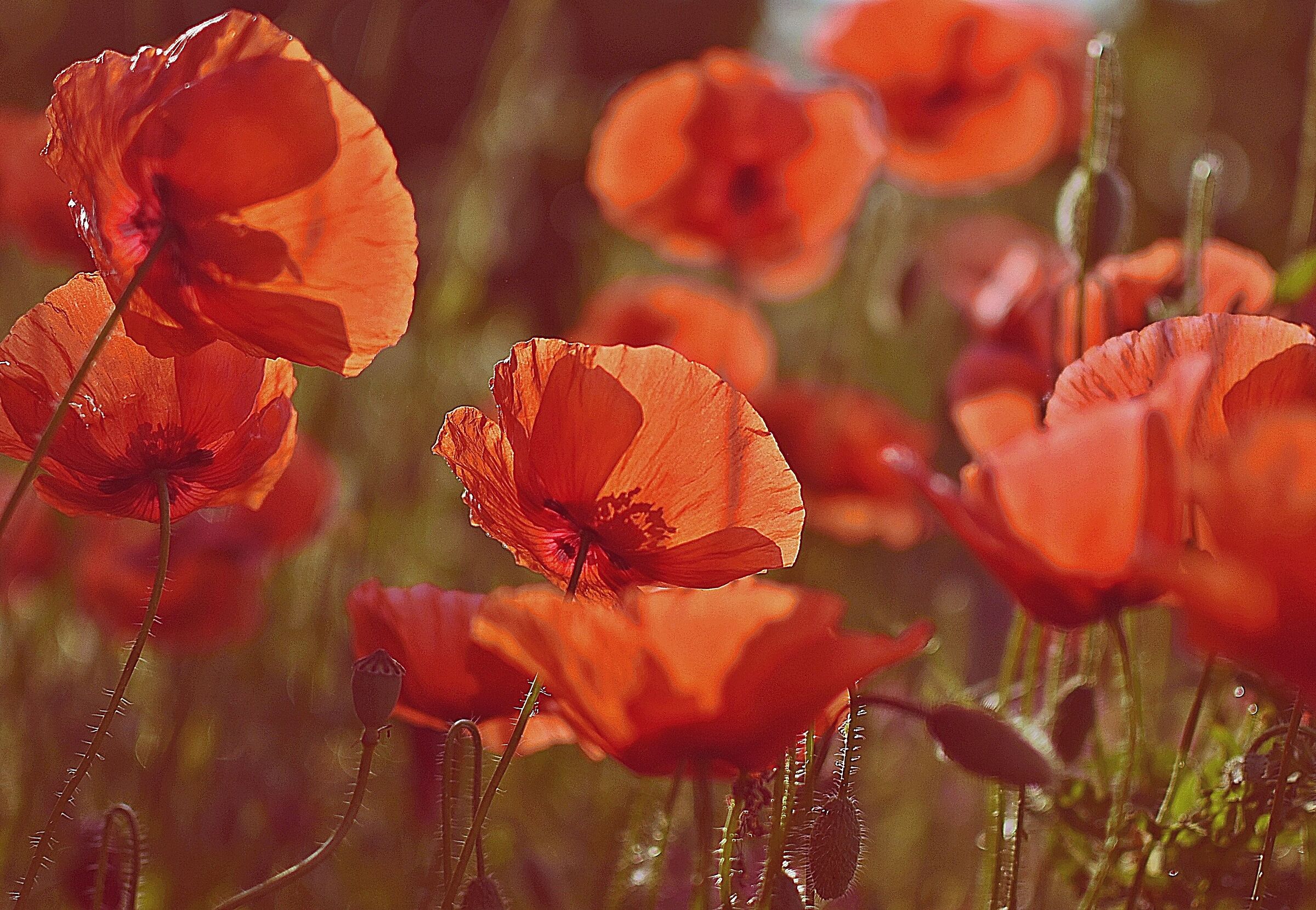 Poppies, what a passion!
