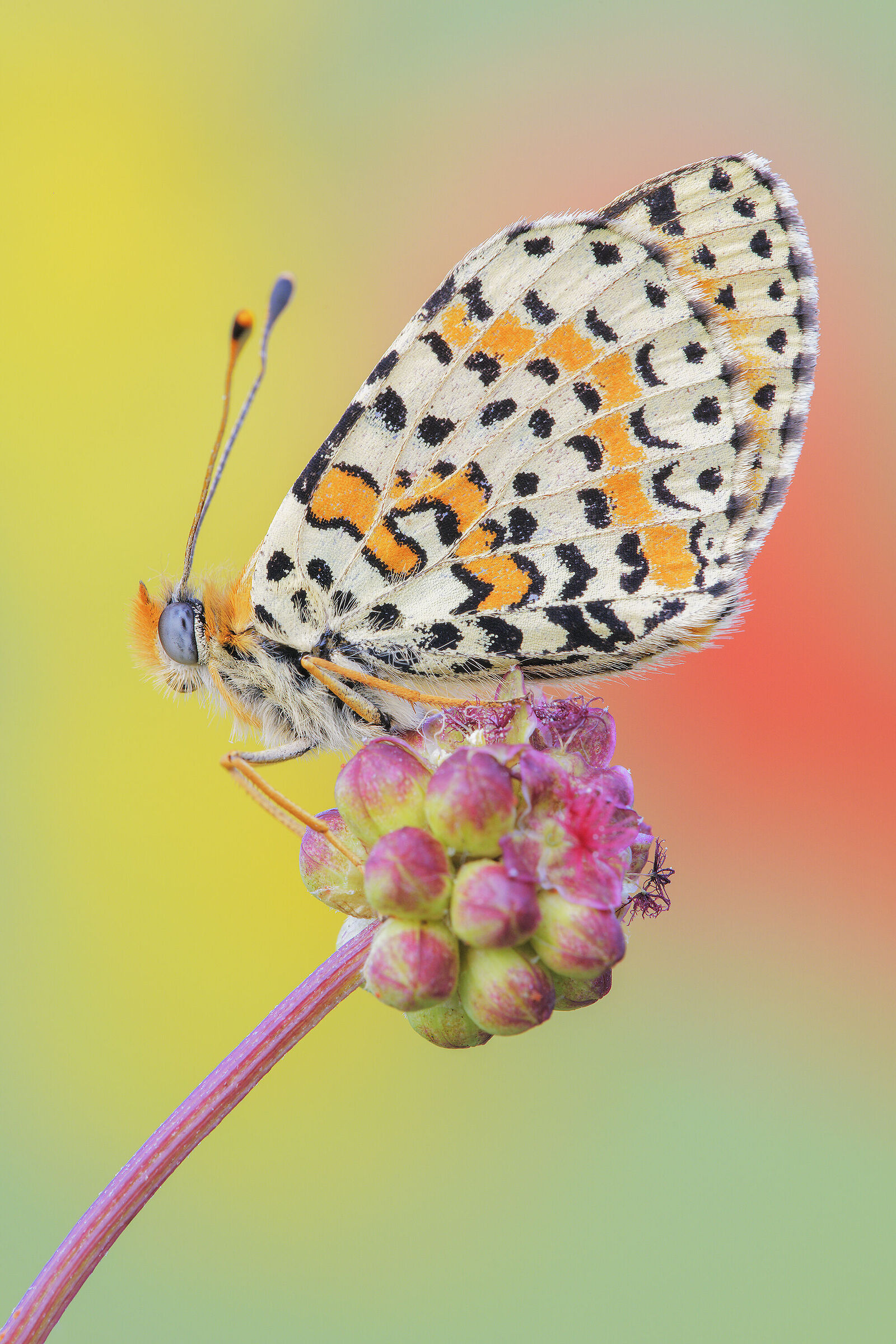 Melitaea didyma