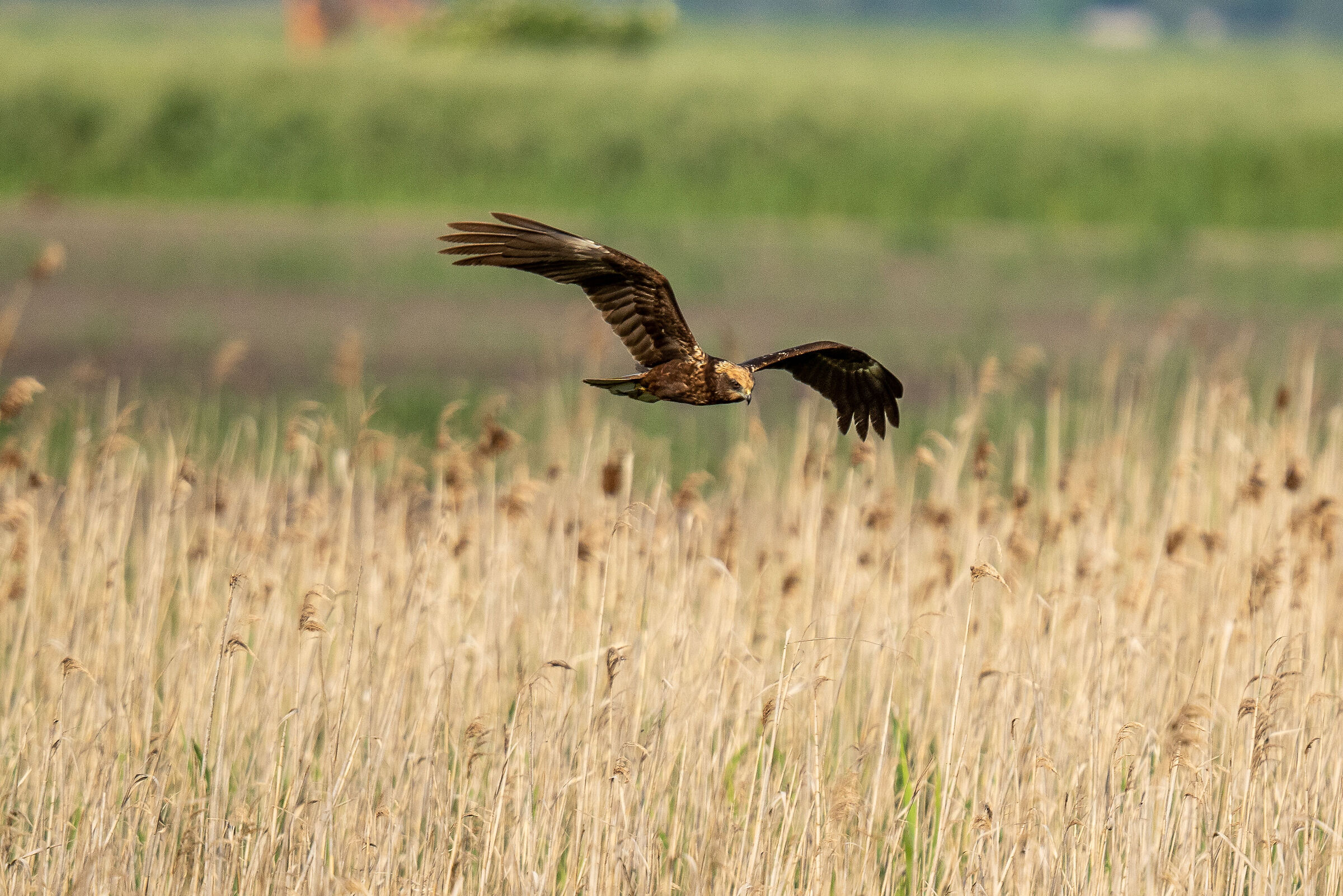 marsh harrier
