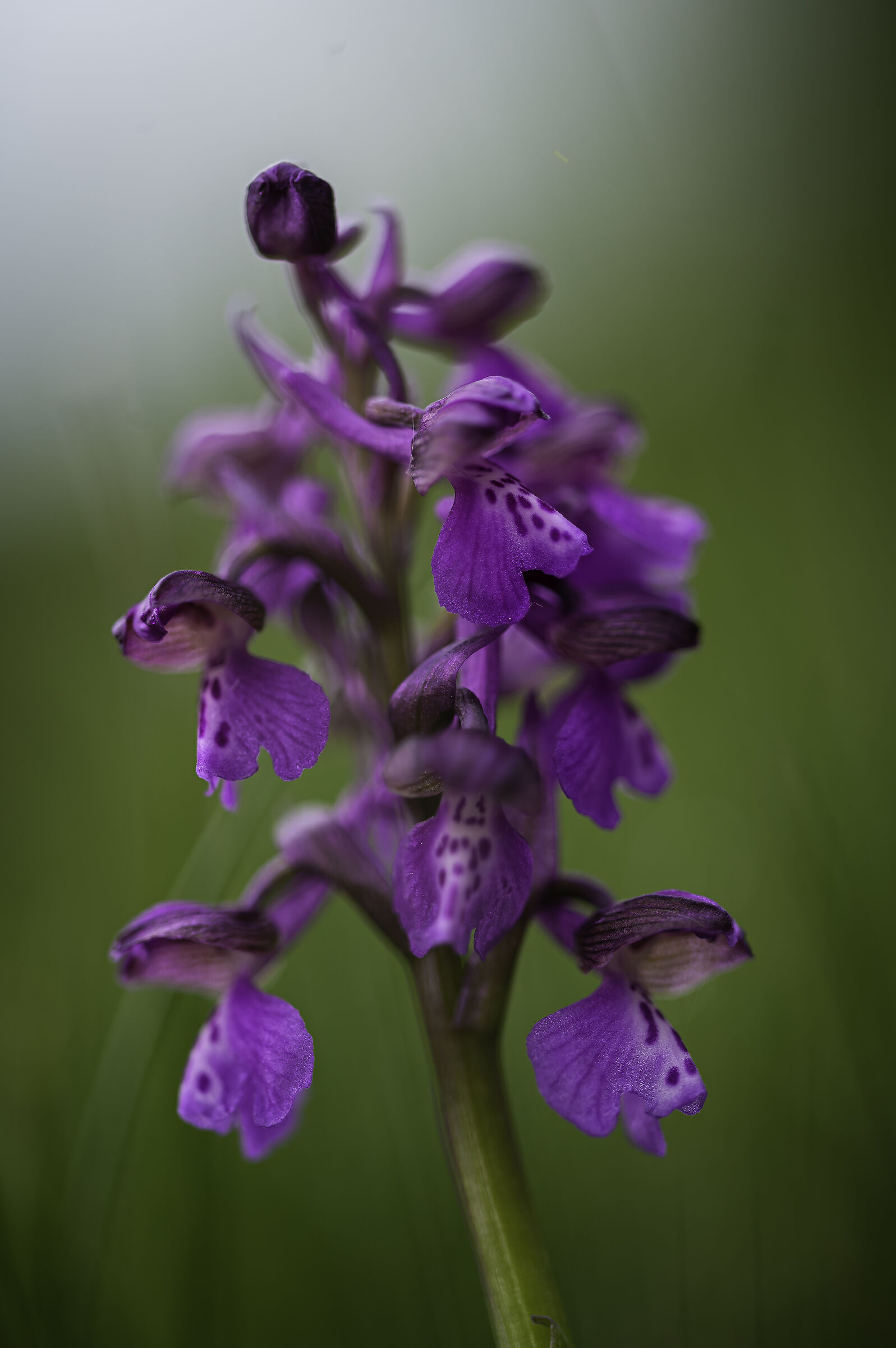 Anacamptis morio