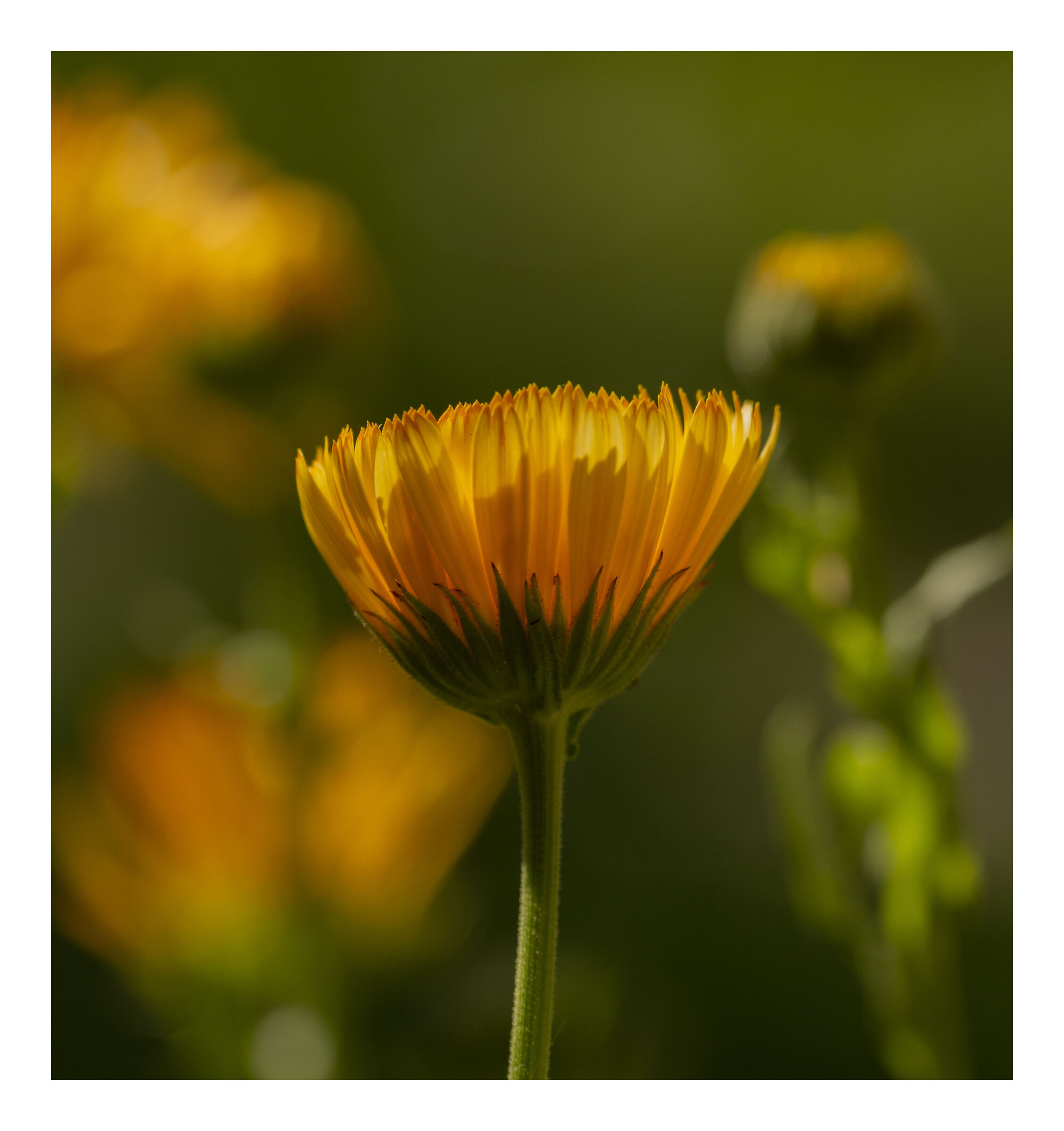 Hello... Have you seen how beautiful I am?