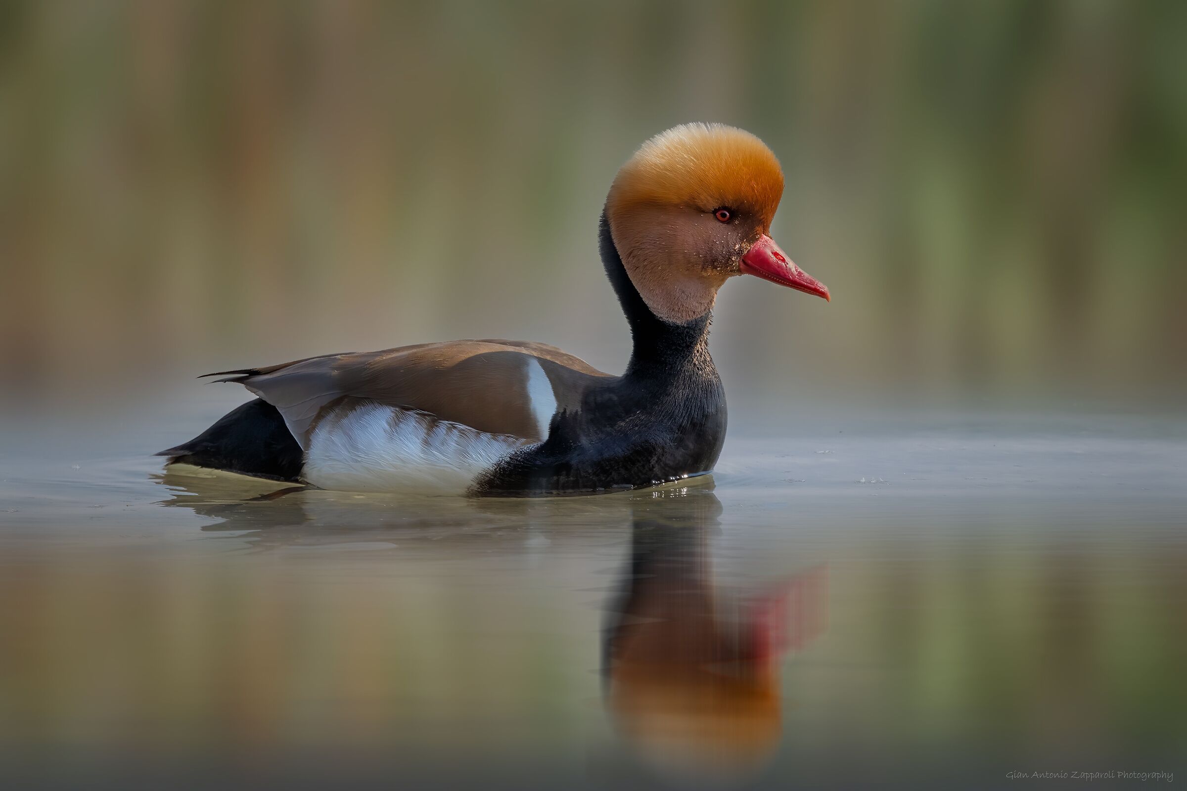 Fistione turco maschio