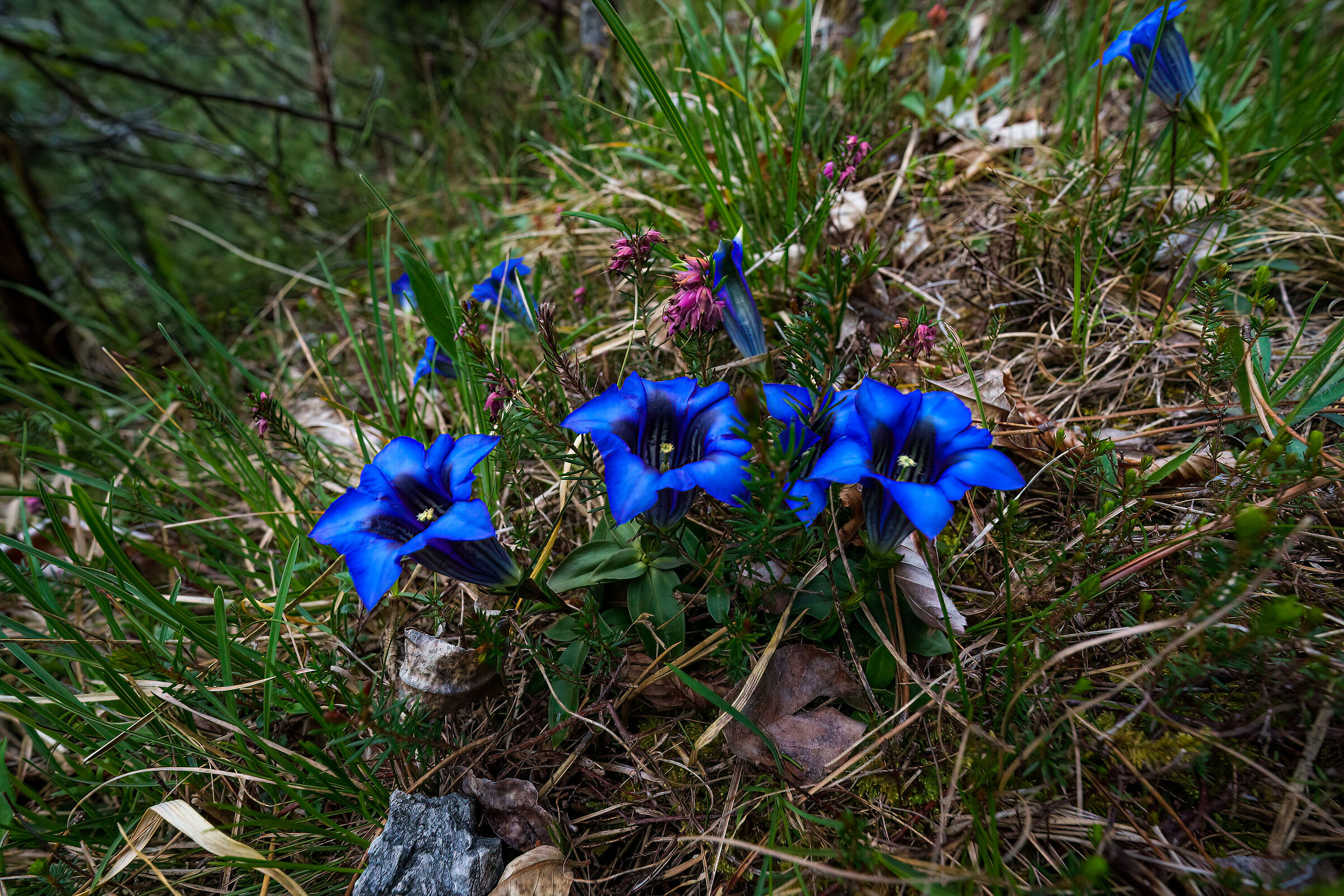 Gentian