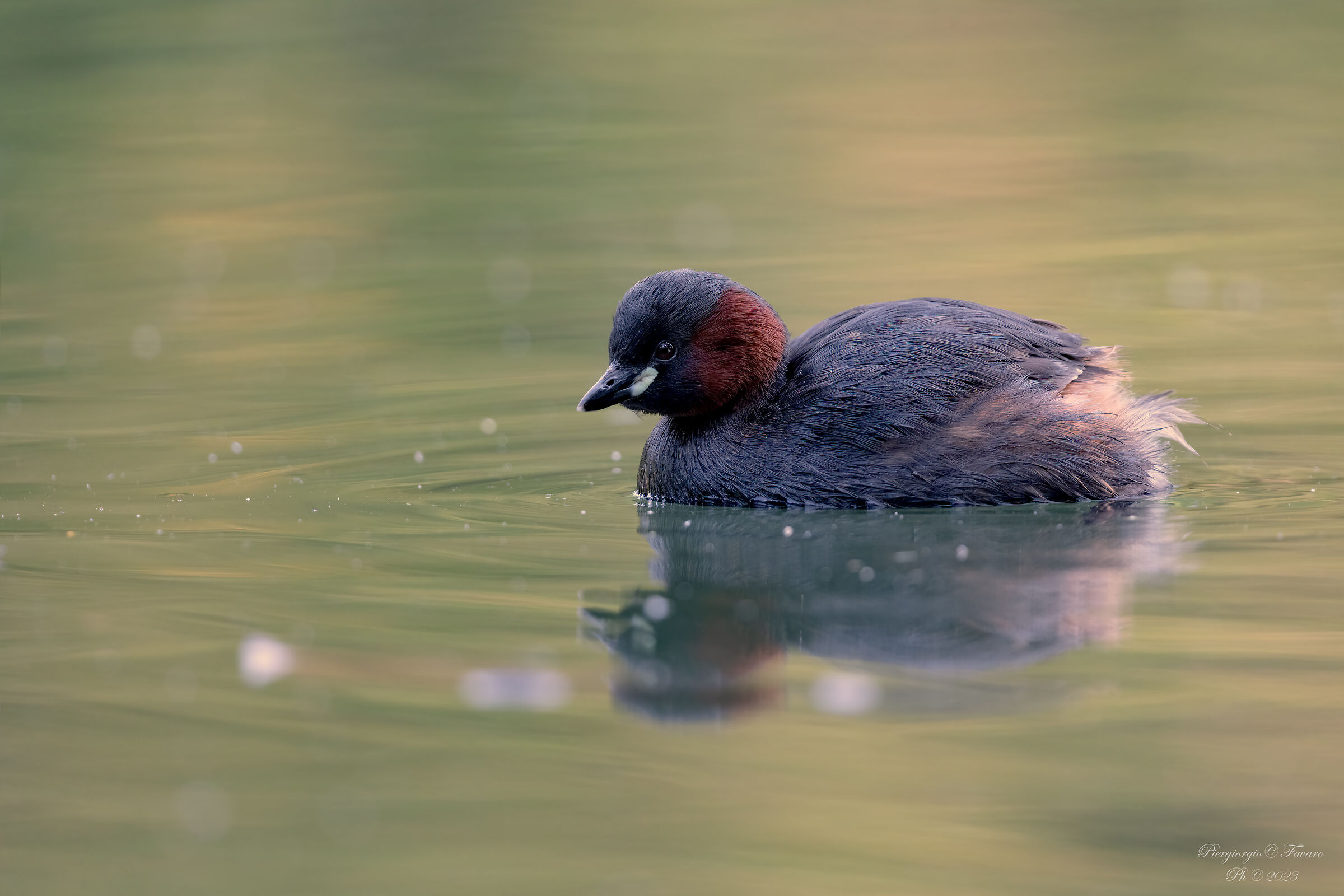 Dabchick