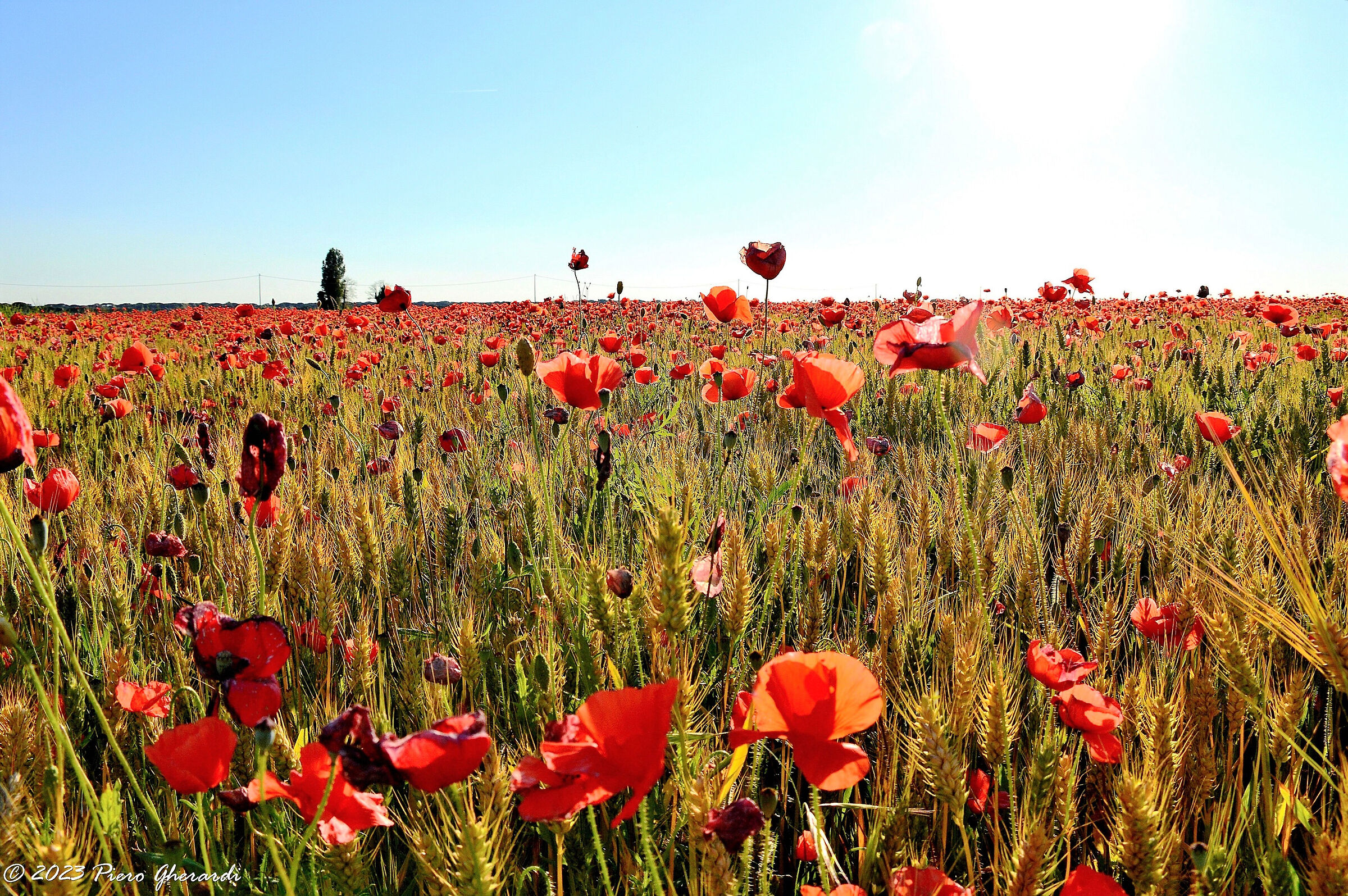 Campagna