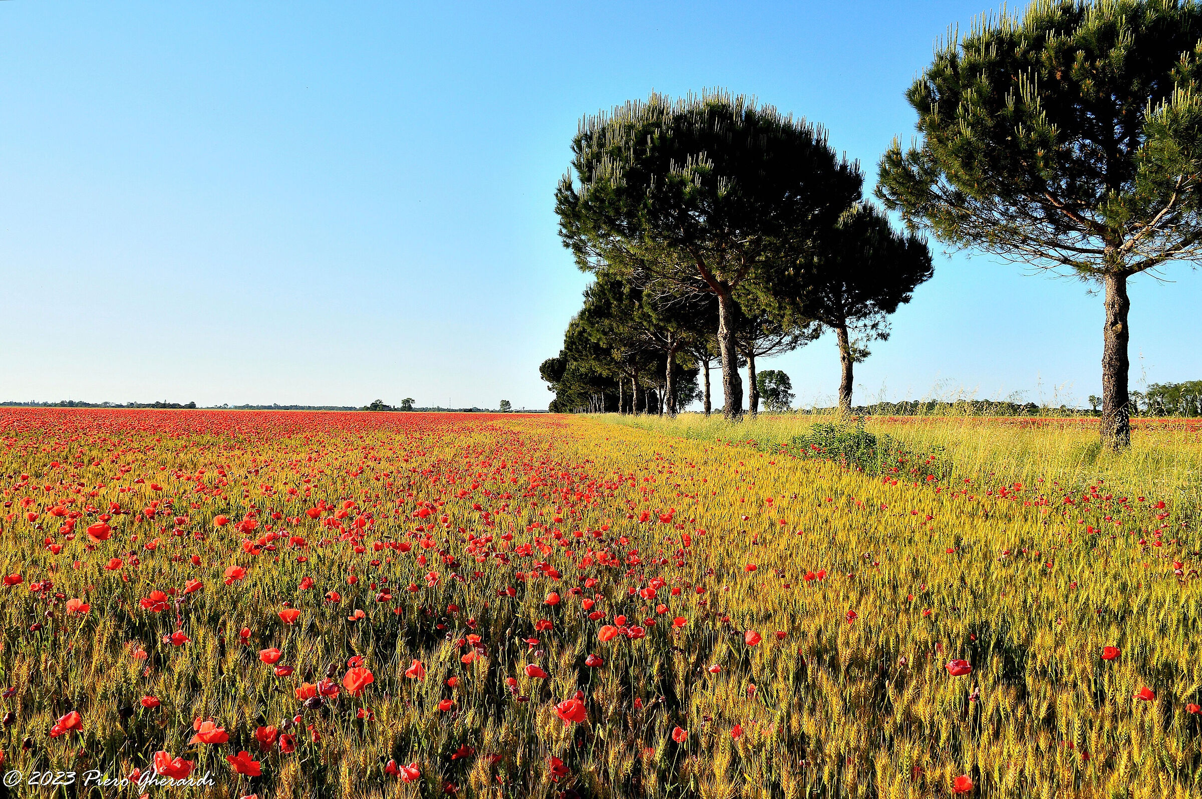 Campagna