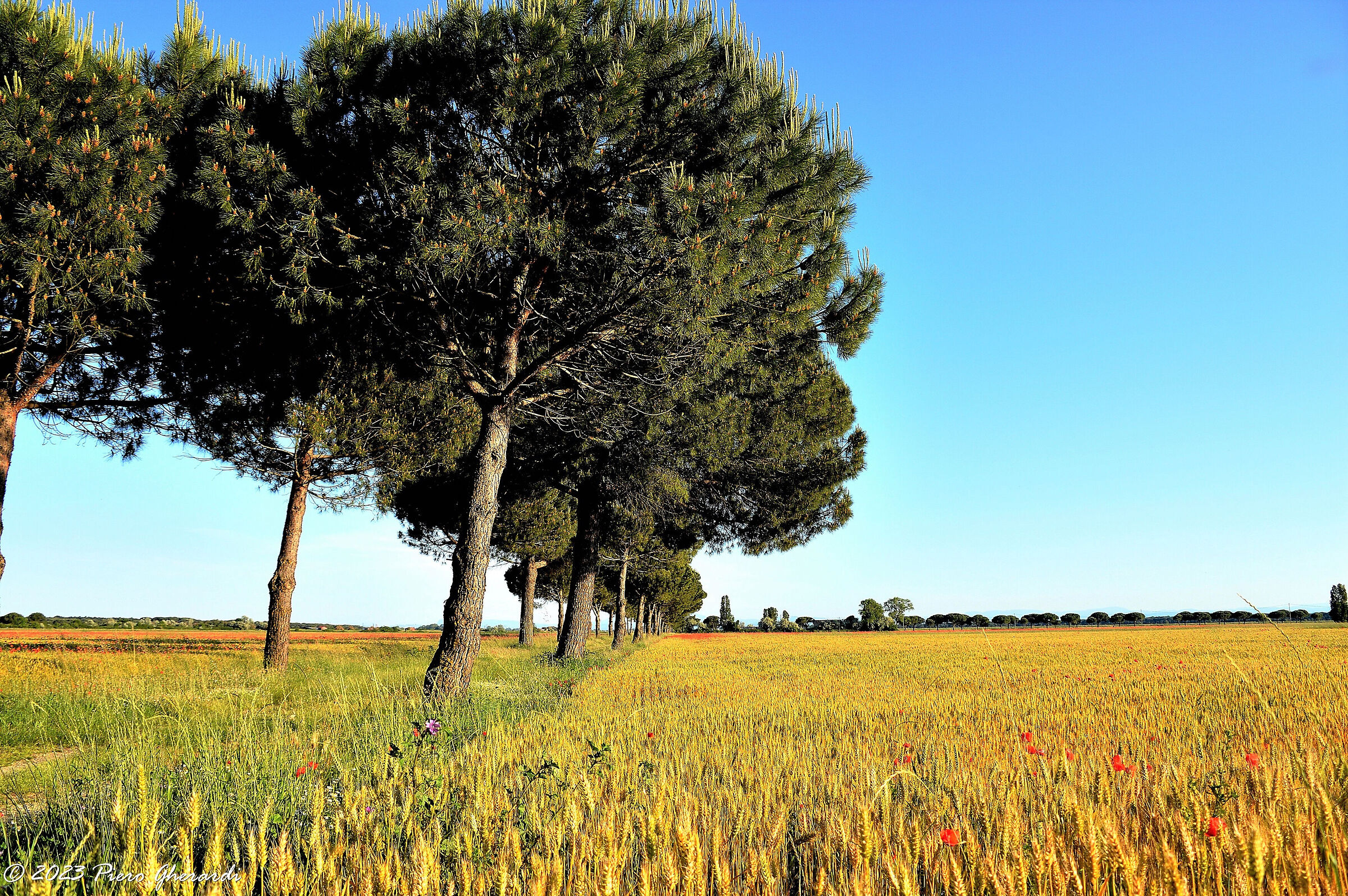 Campagna