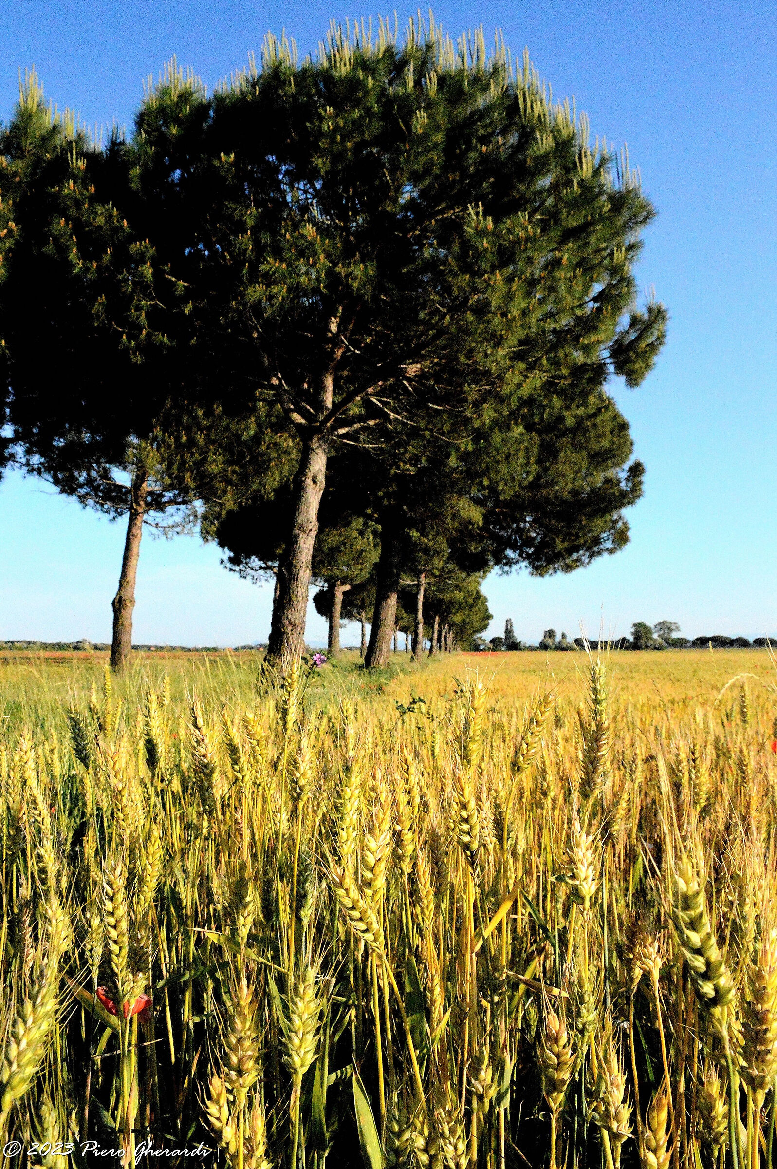 Campagna
