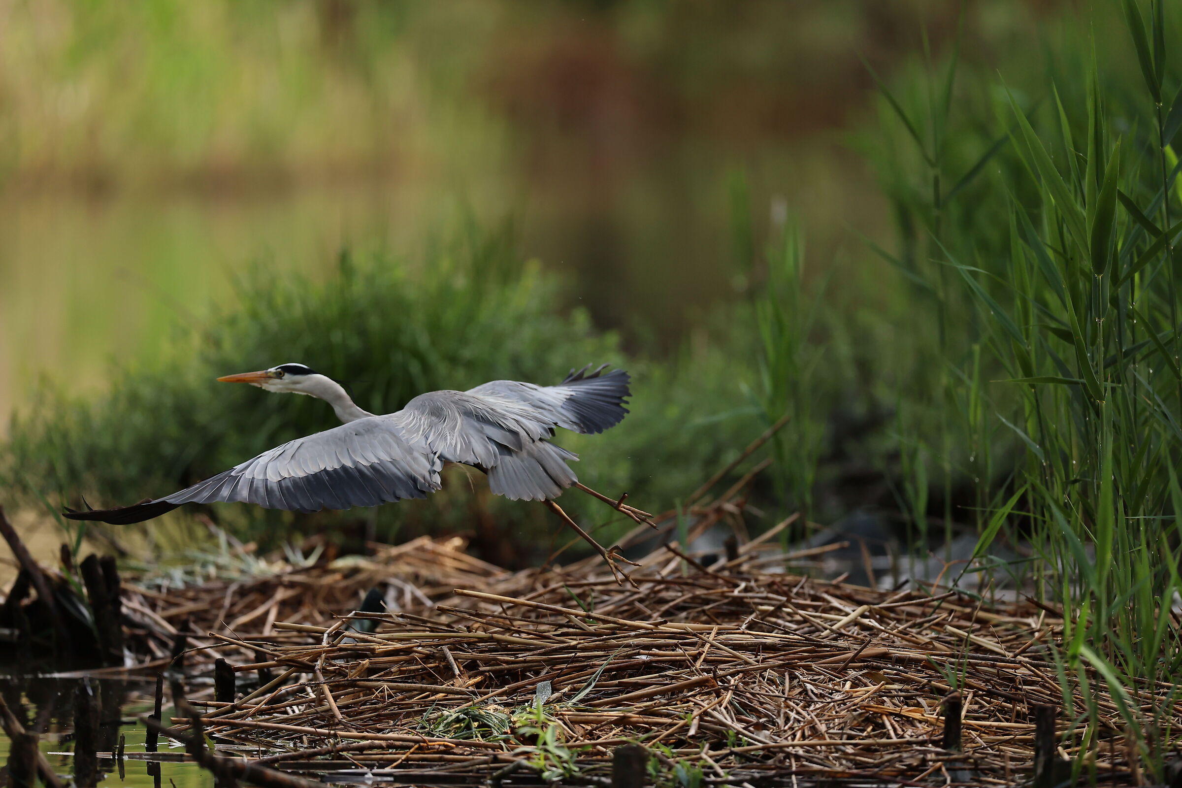 Airone cenerino in volo 1