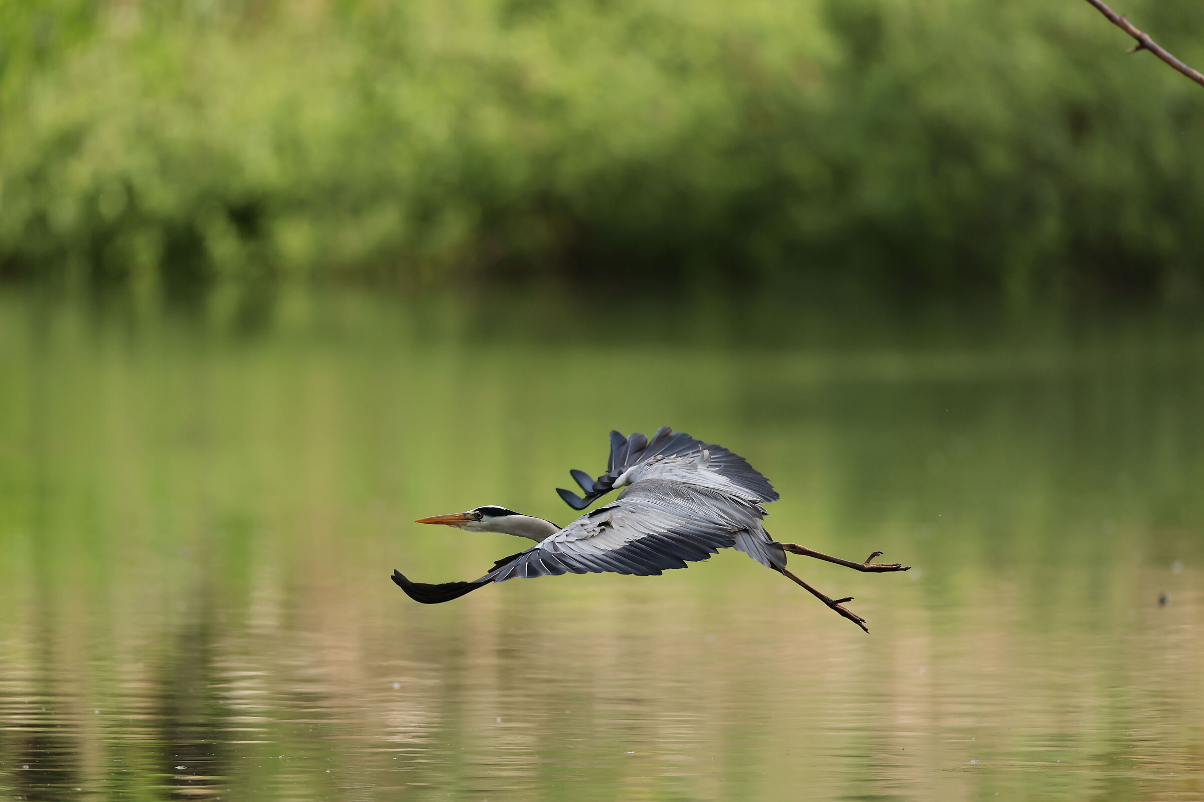 Airone cenerino in volo 2