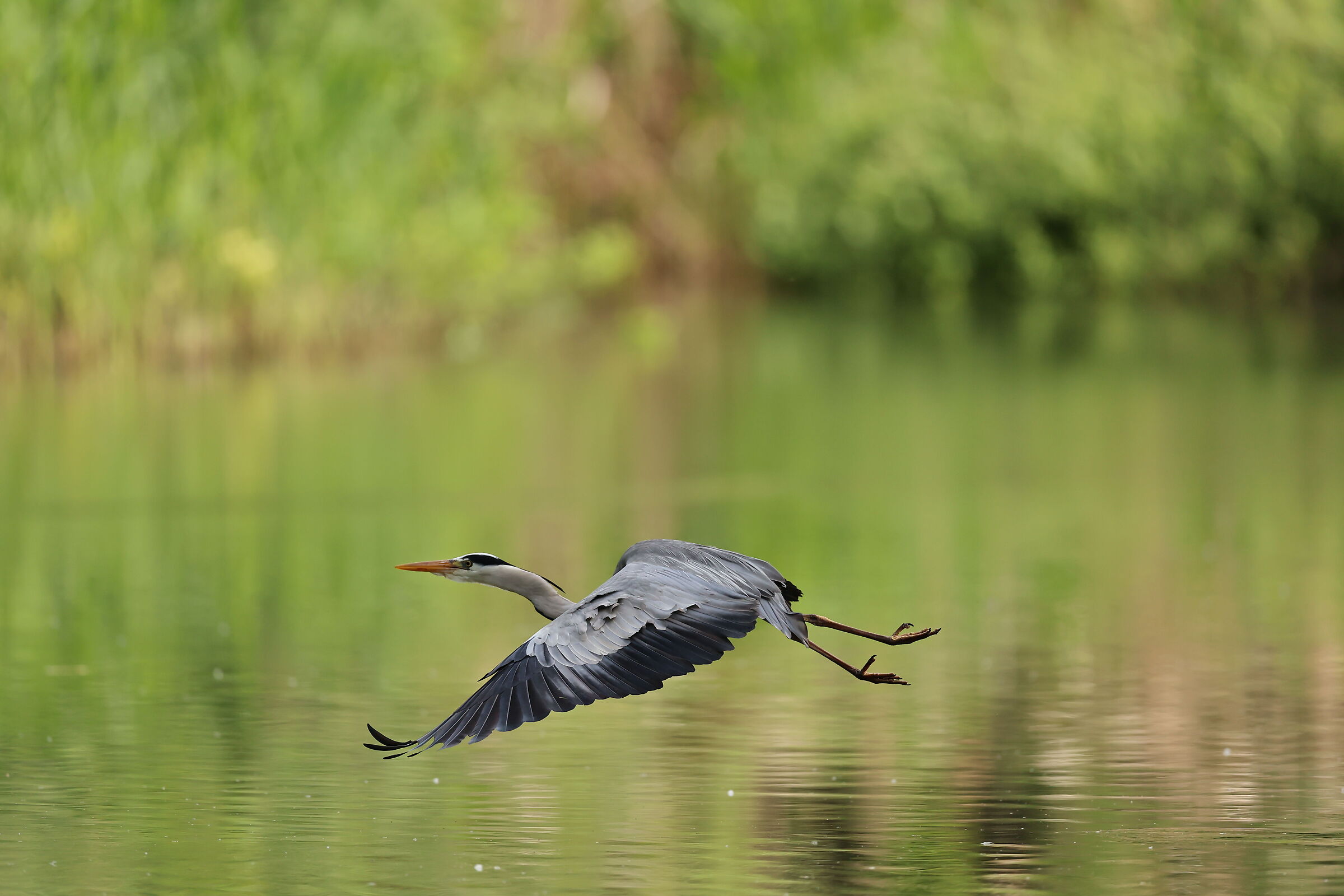 Airone cenerino in volo 3