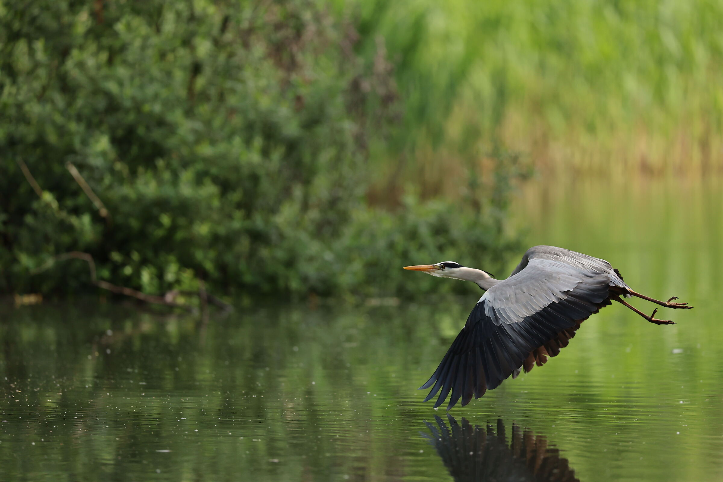 Airone cenerino in volo 4