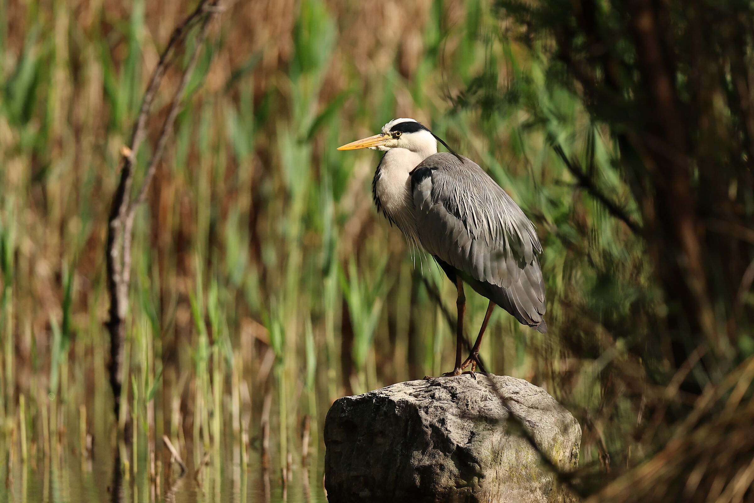 Airone cenerino appollaiato