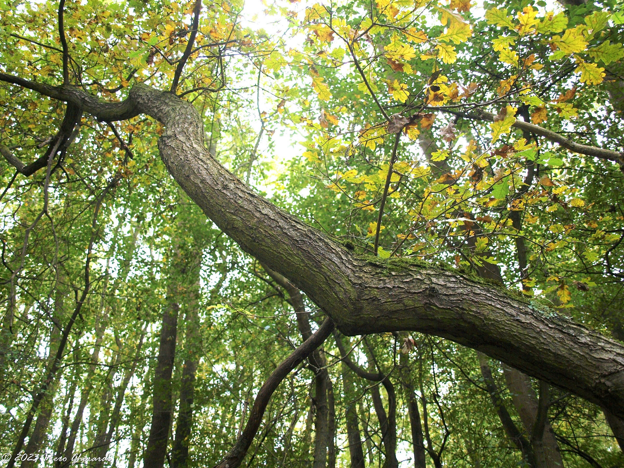 Punte Alberete