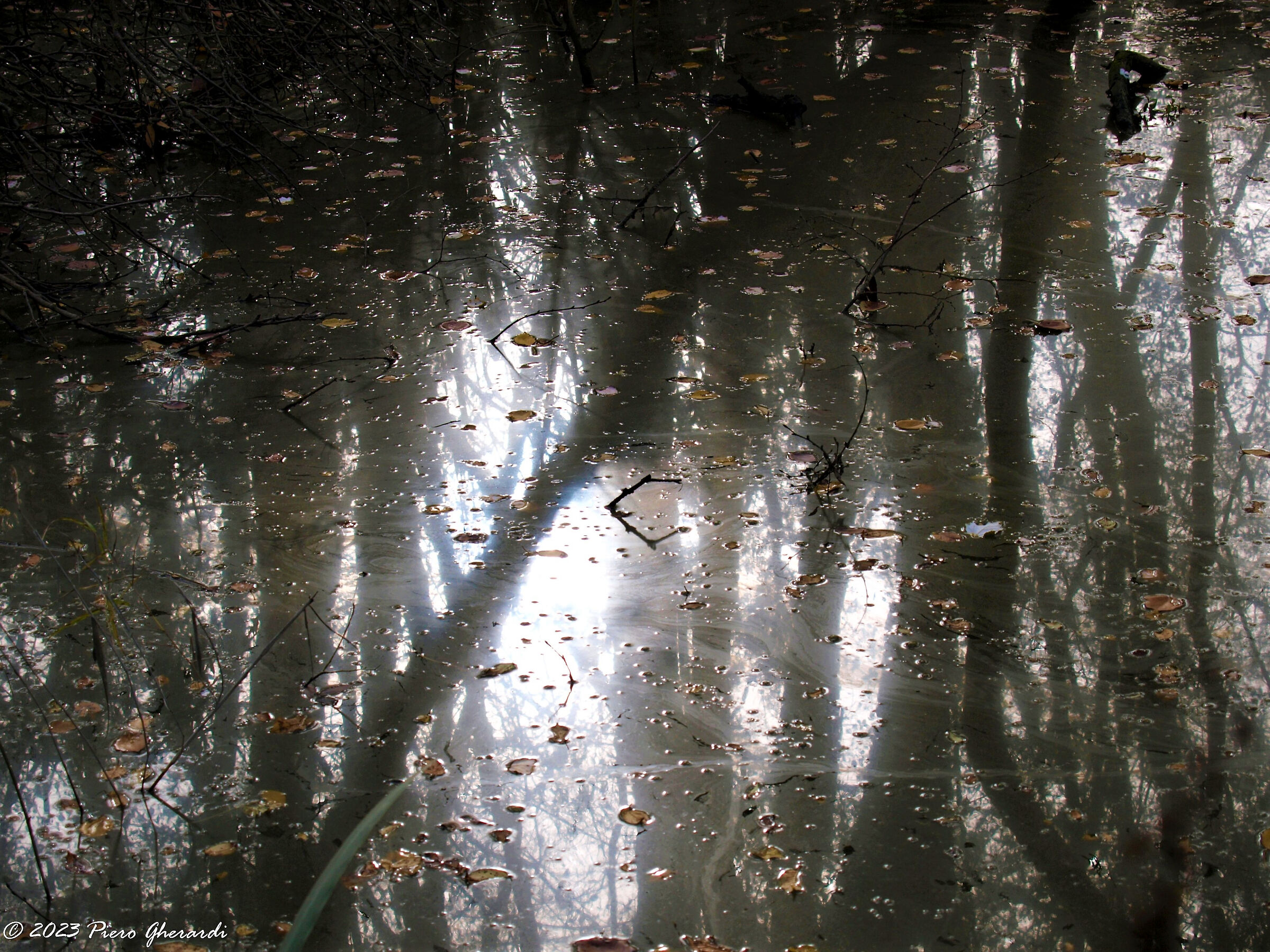 Punte Alberete
