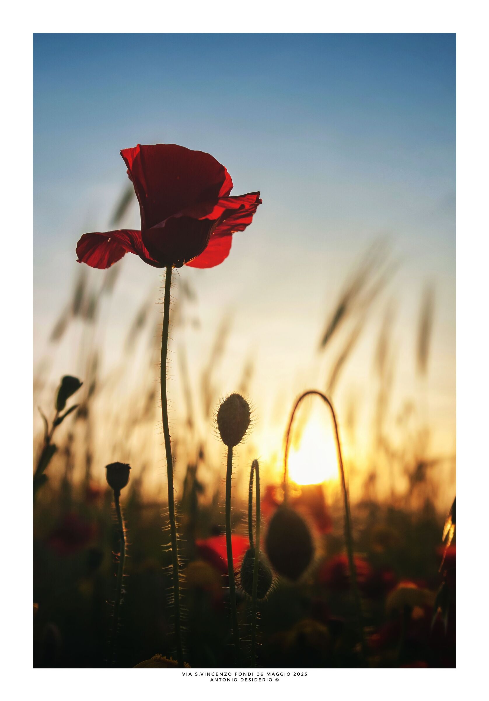 Papaveri al tramonto