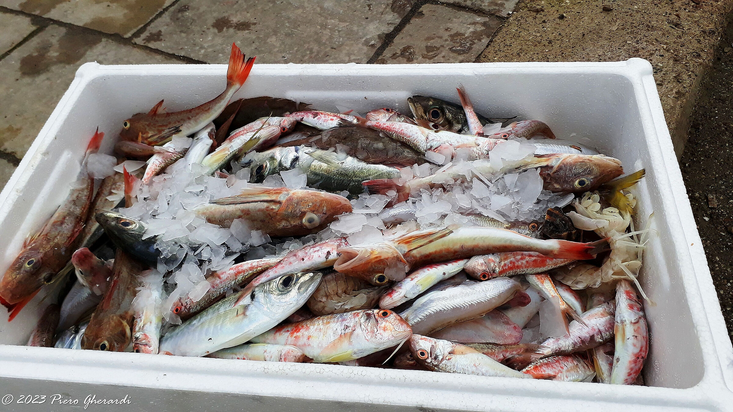 Porto di Cervia