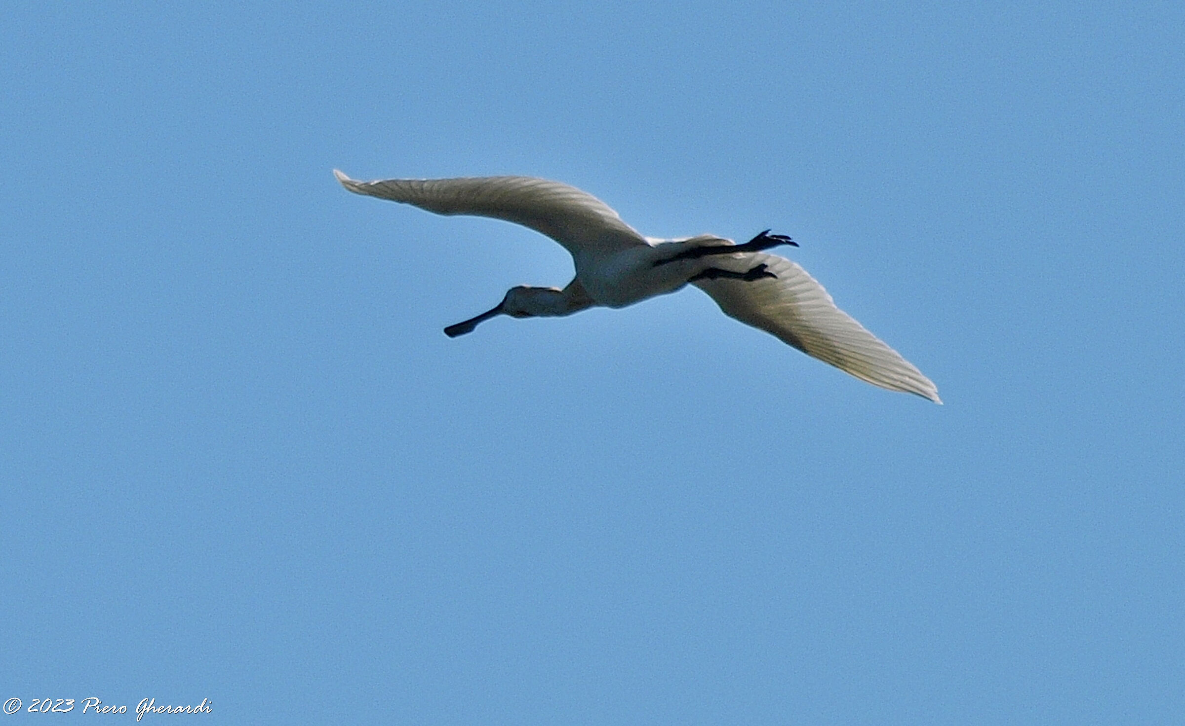 Uccelli