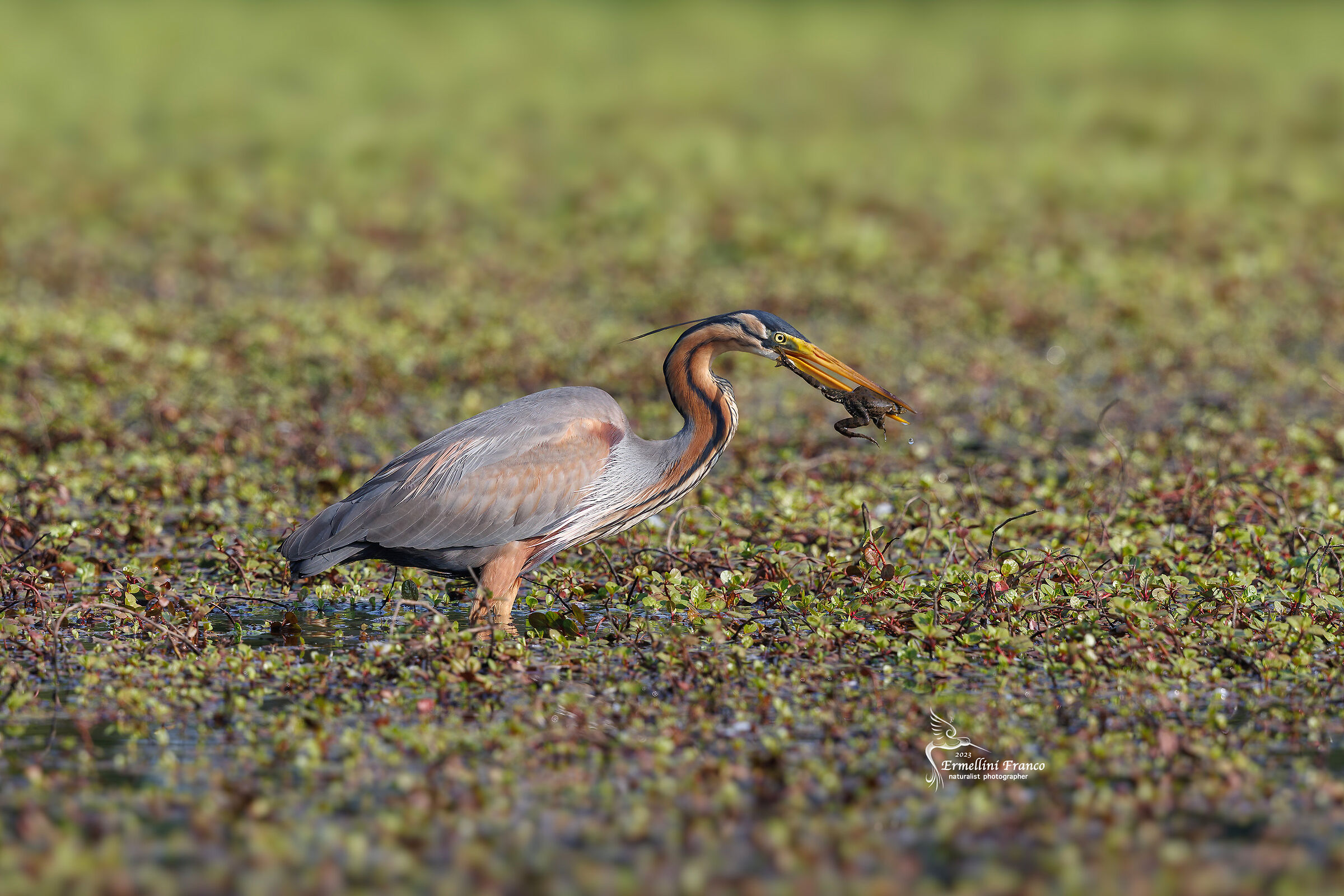 Purple heron