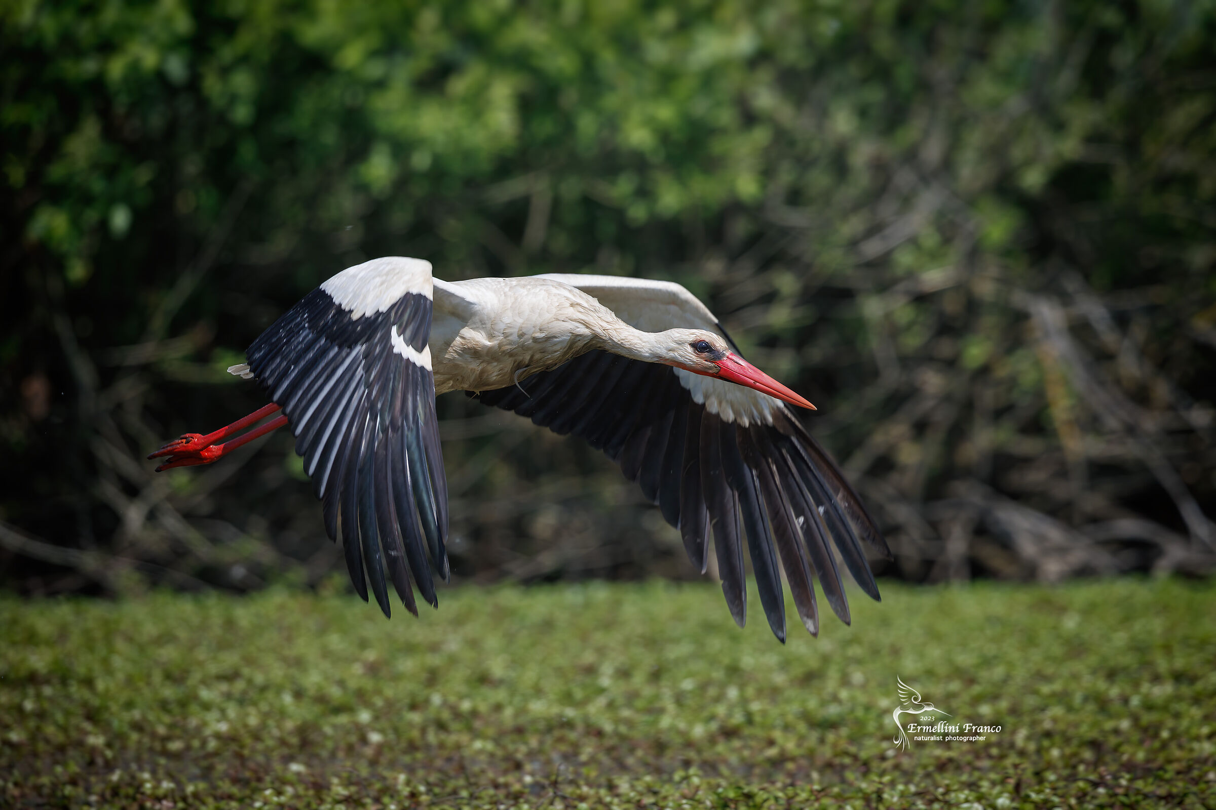 White stork