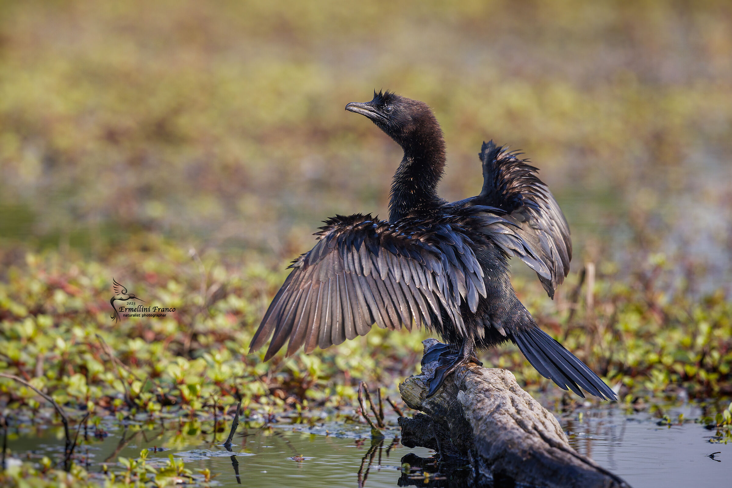 Cormorant