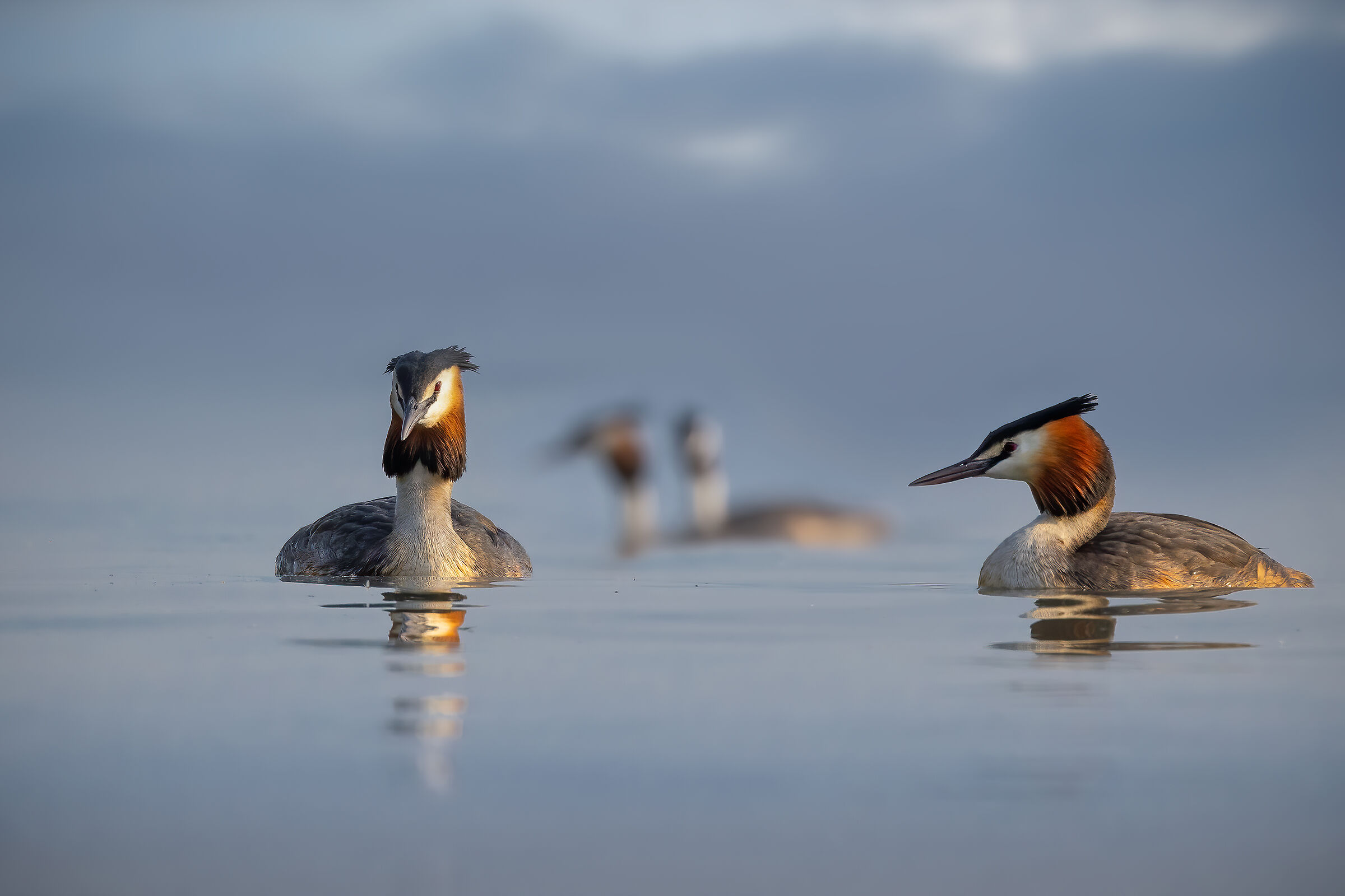 Lago di Garda: coppie di Svassi, prime luci