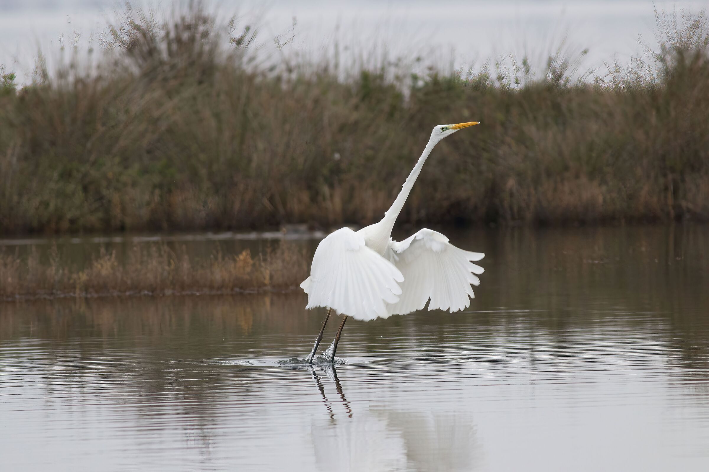 Great white heron