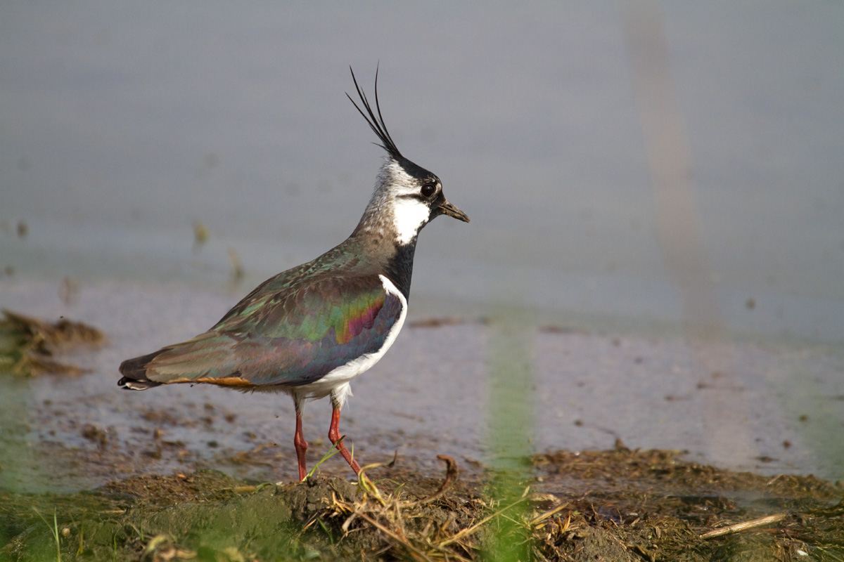 lapwing