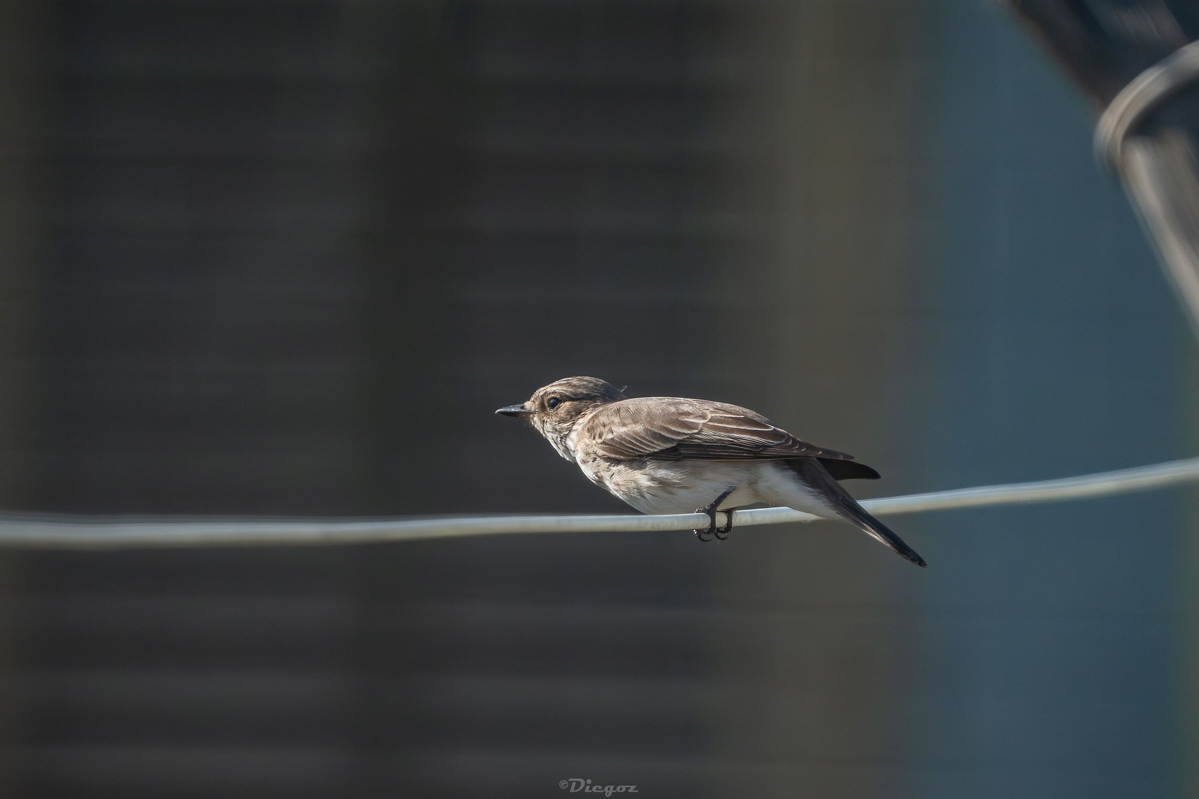 Flycatcher that leaves to catch flies