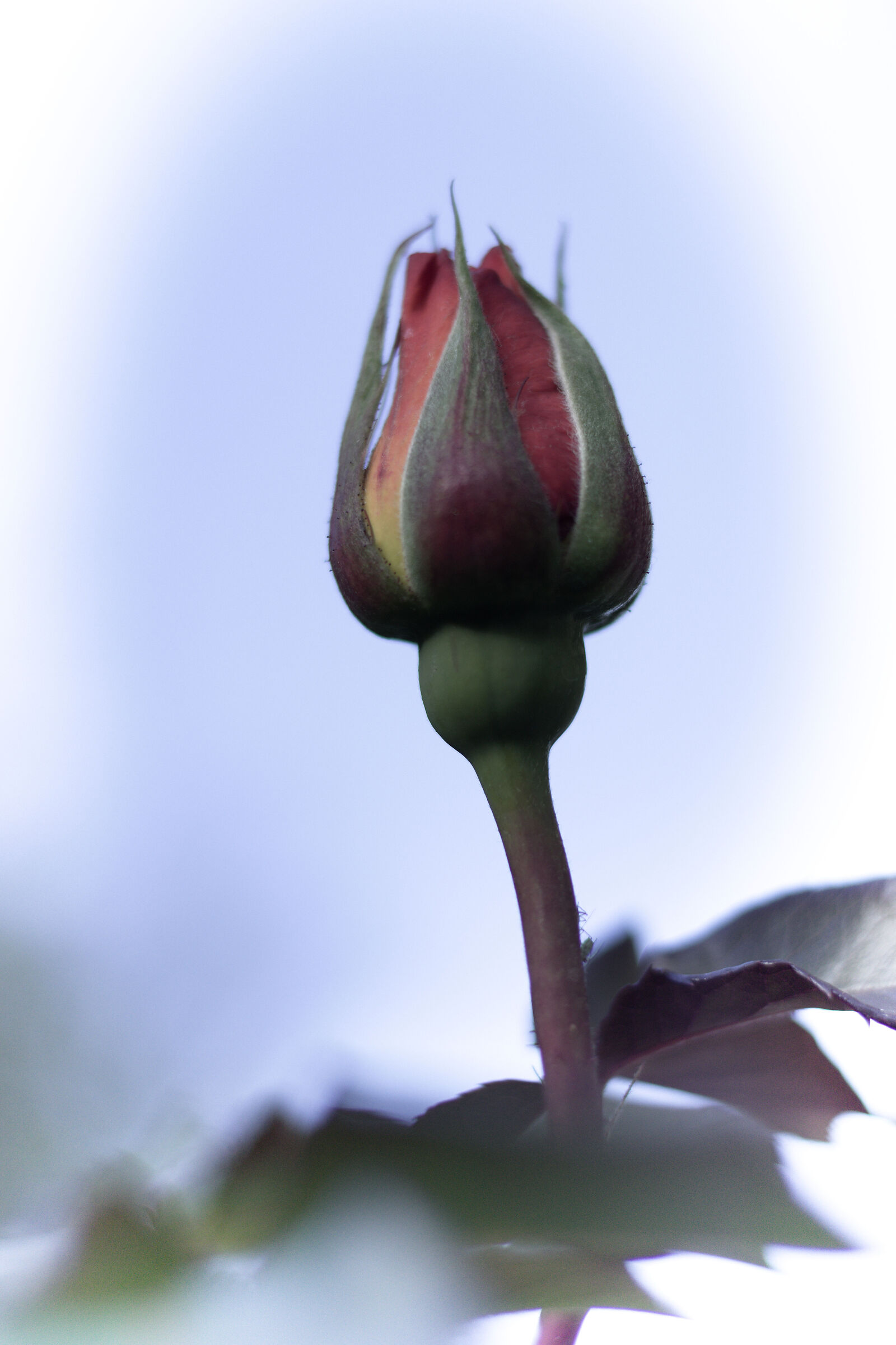 Evanescenza