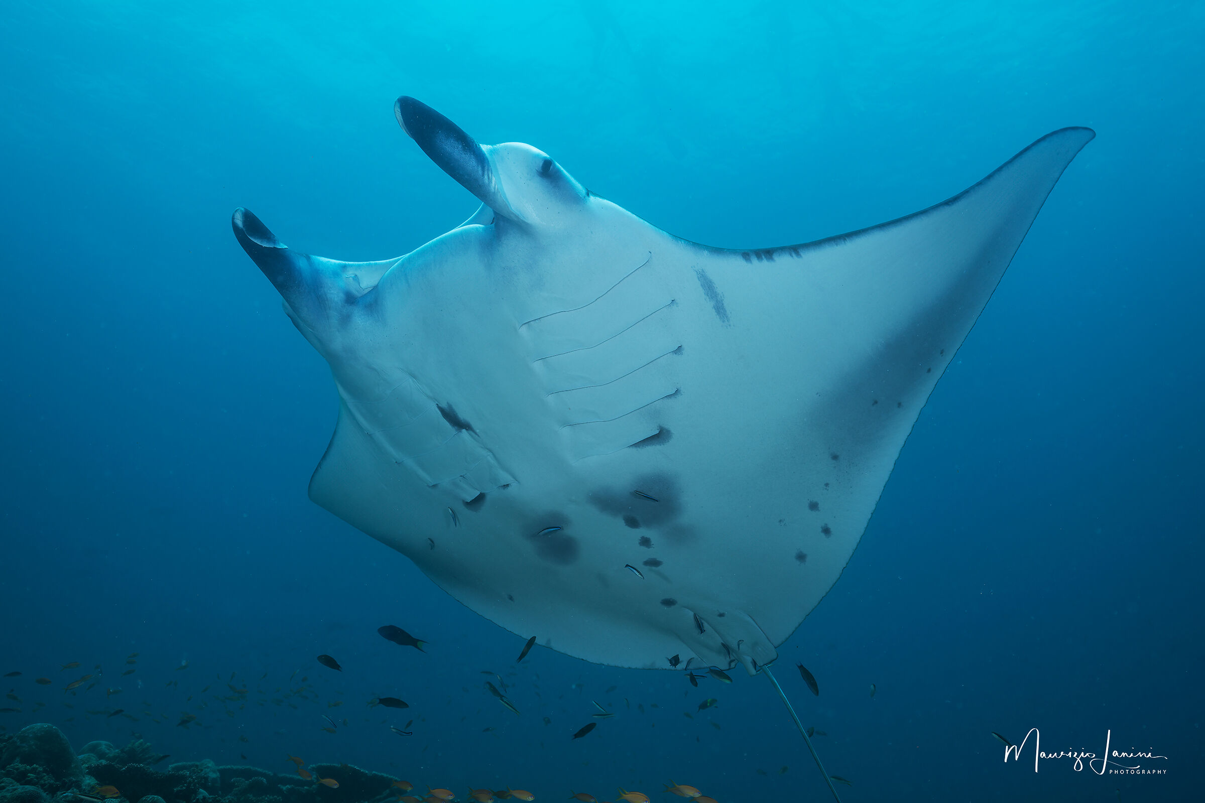 Manta dei reefs