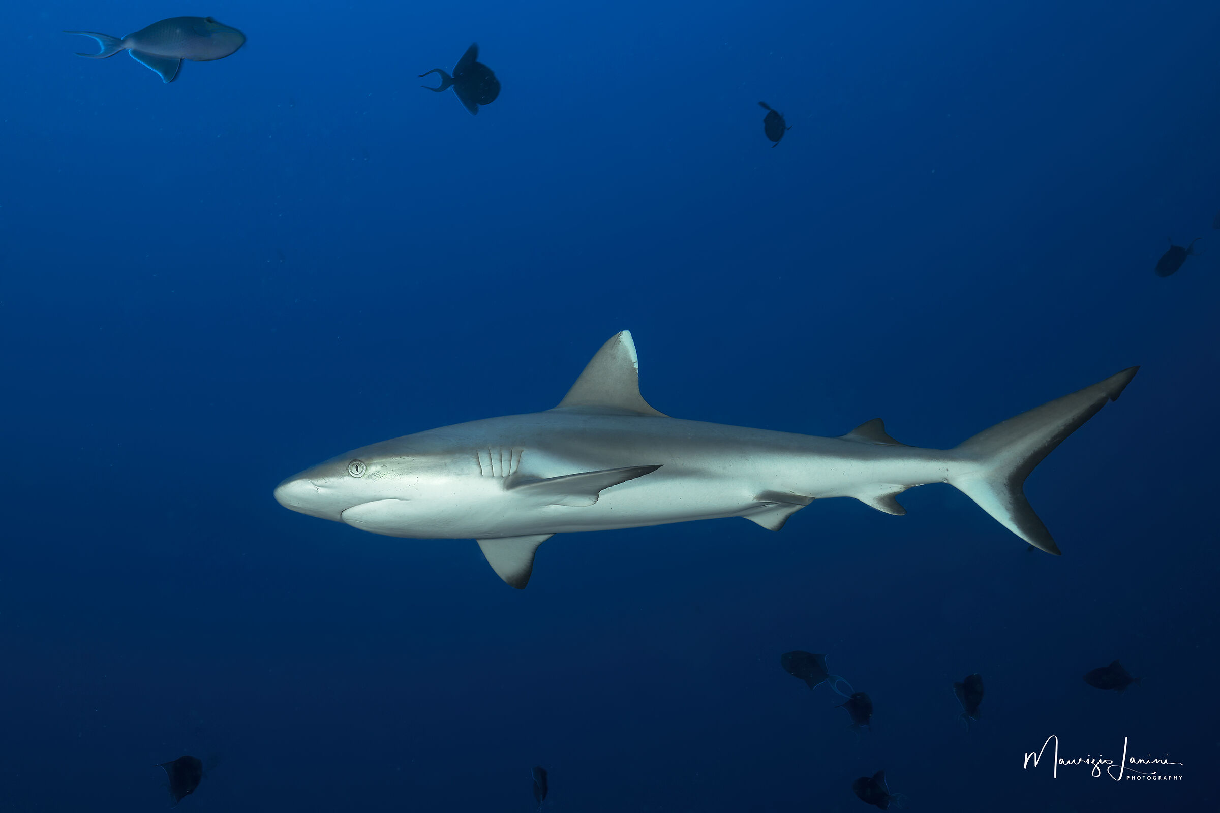 Grey reef shark